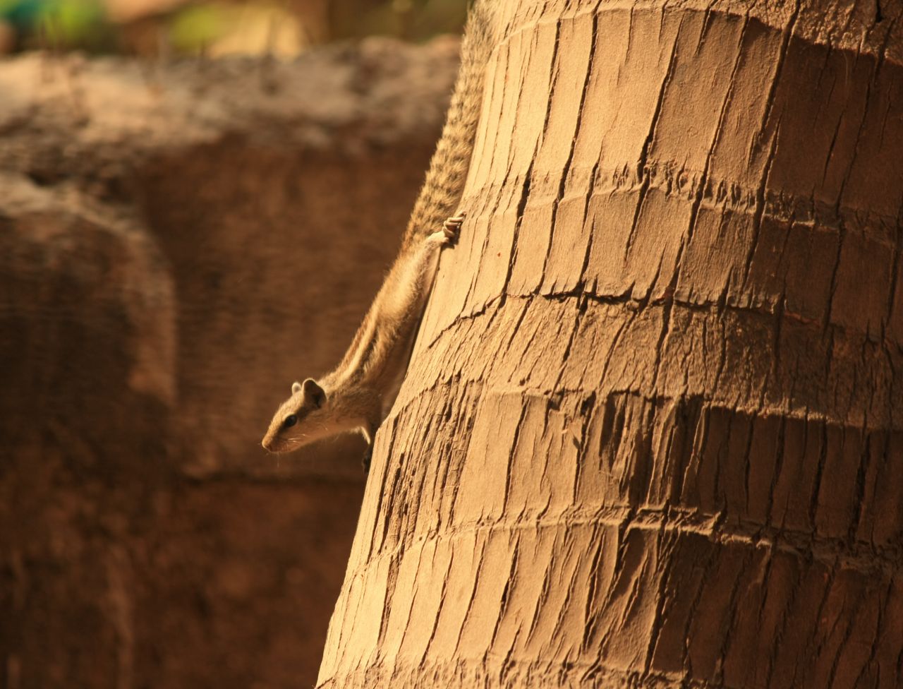 Coconut Tree Squirrel Stock Free