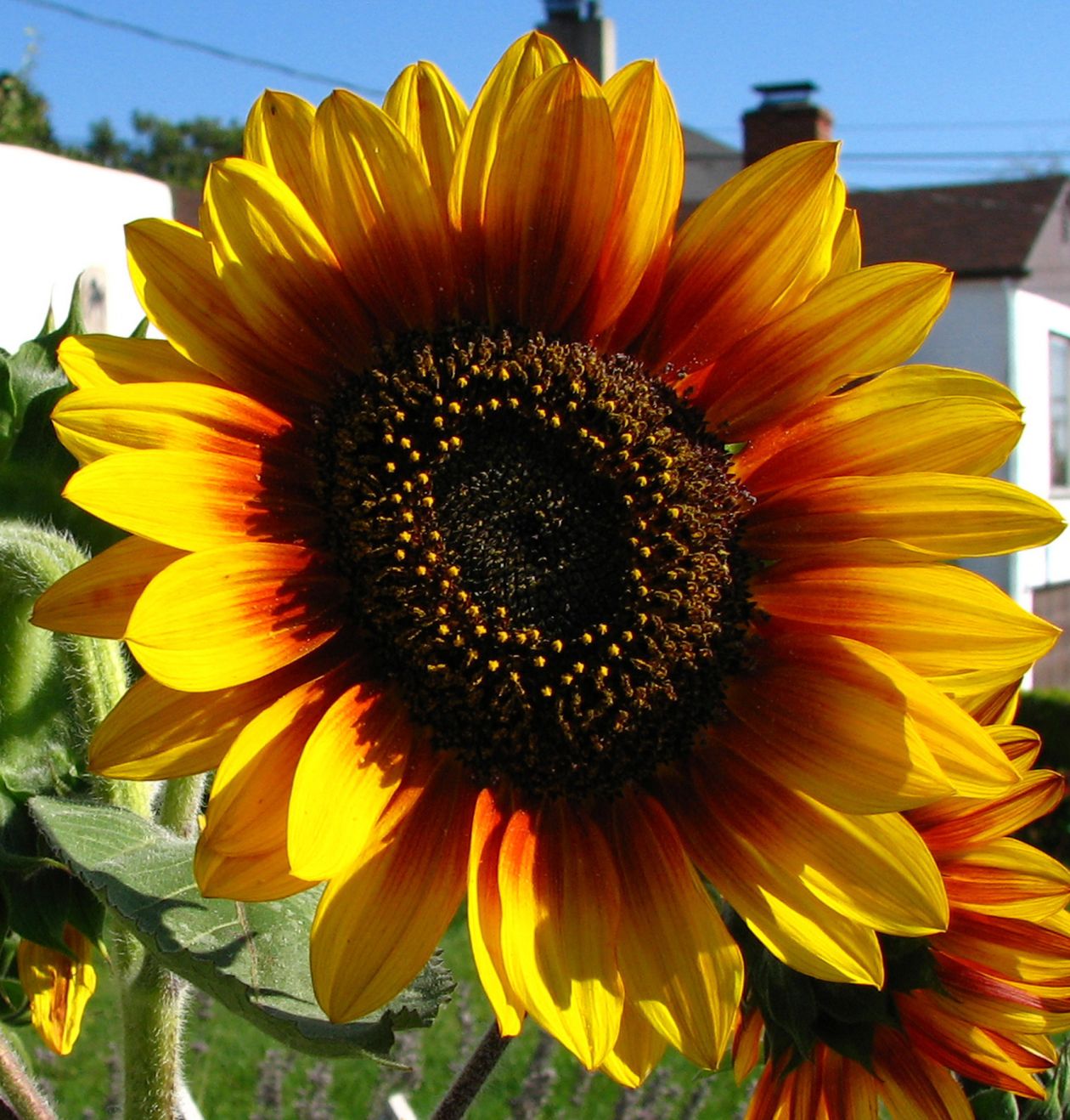 Red-and-yellow sunflower Stock Free