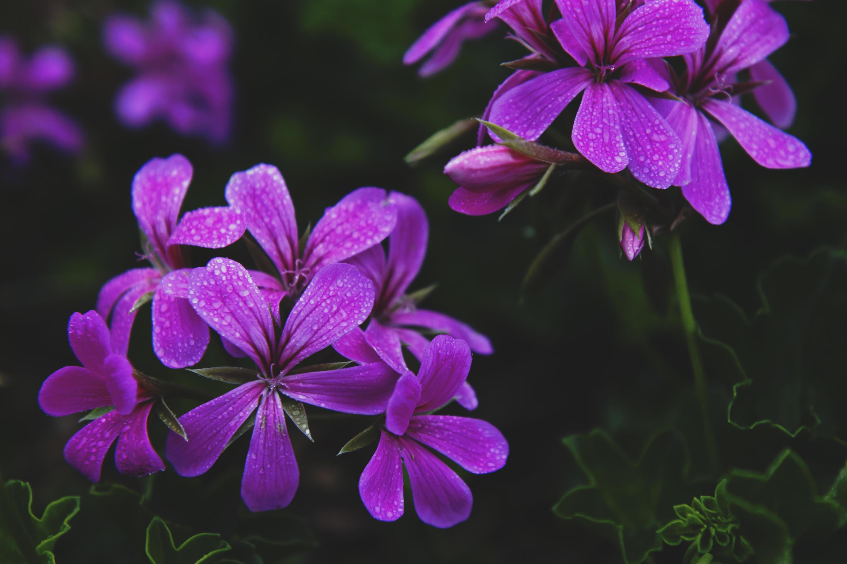 Close-up of purple petaled flowers Stock Free