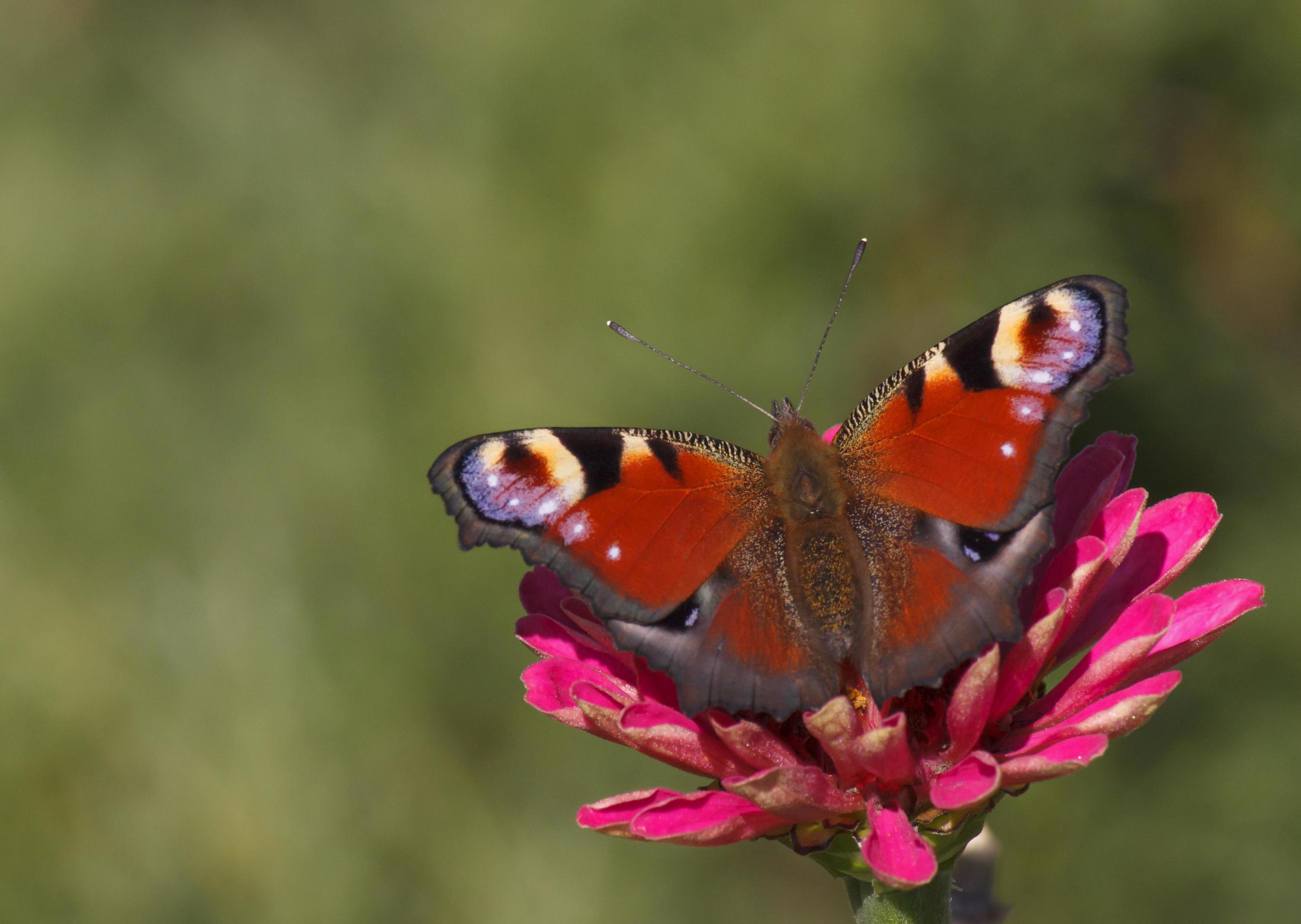 European Peacock butterfly on zinnia flower Stock Free