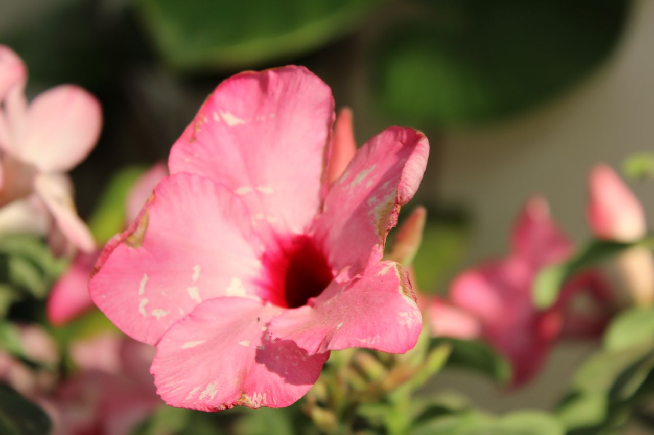 Pink Flower Petals Closeup Stock Free