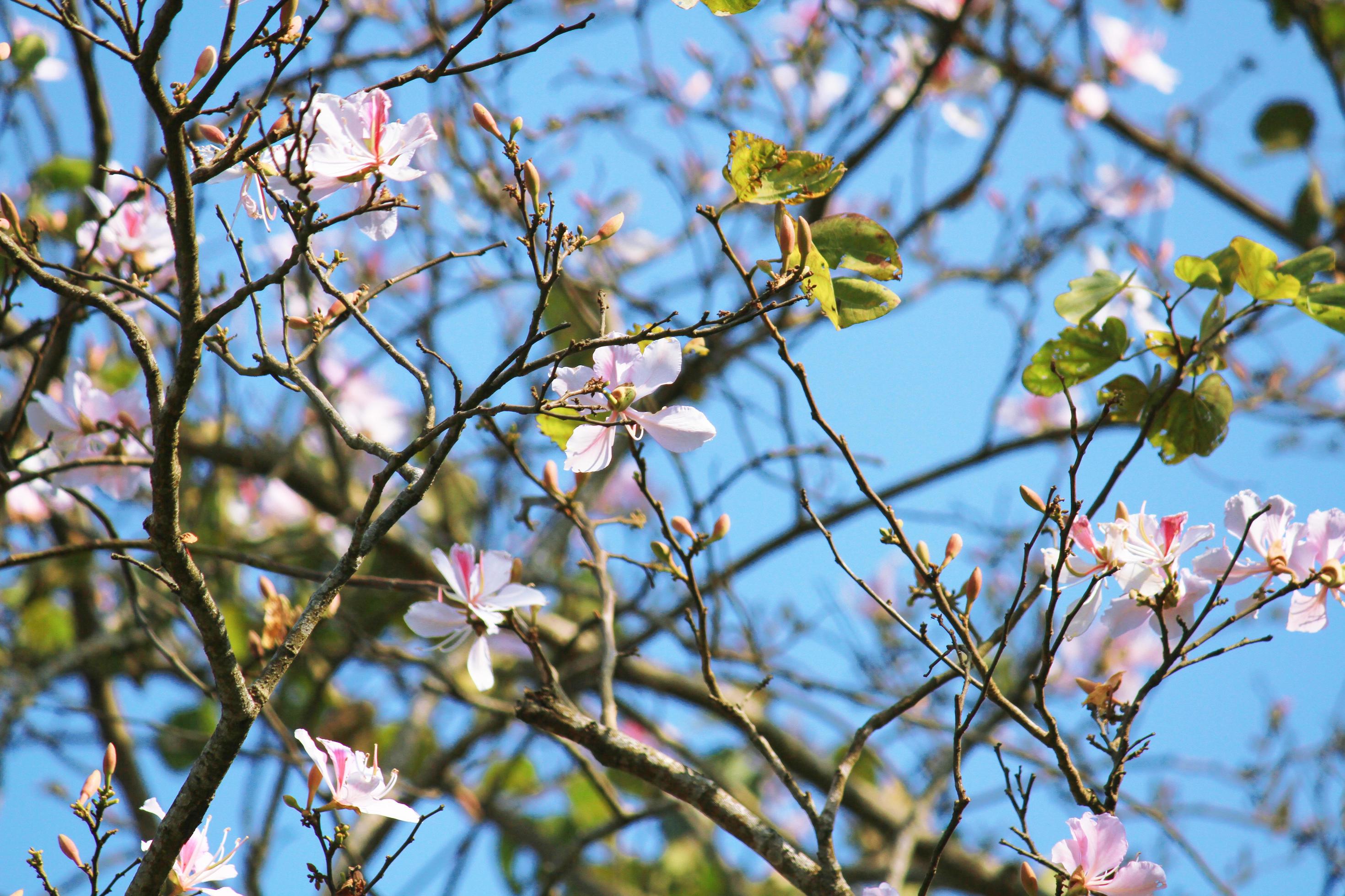 Beautiful Blossom white Wild Himalayan Cherry Branches with blue sky Stock Free