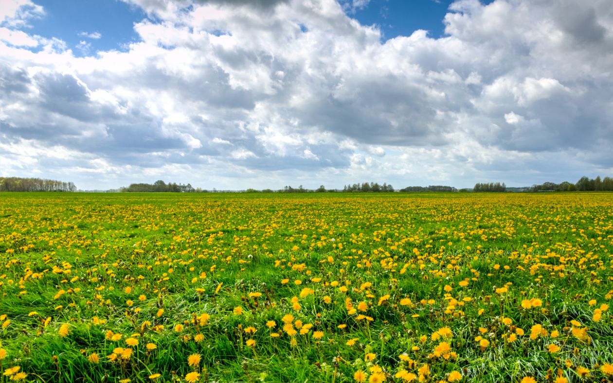 Field of dandelions Stock Free