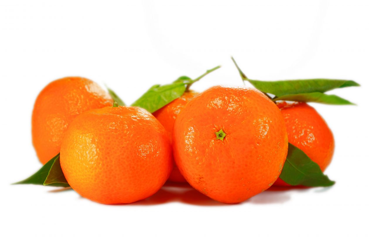 Citrus clementina Stock Free