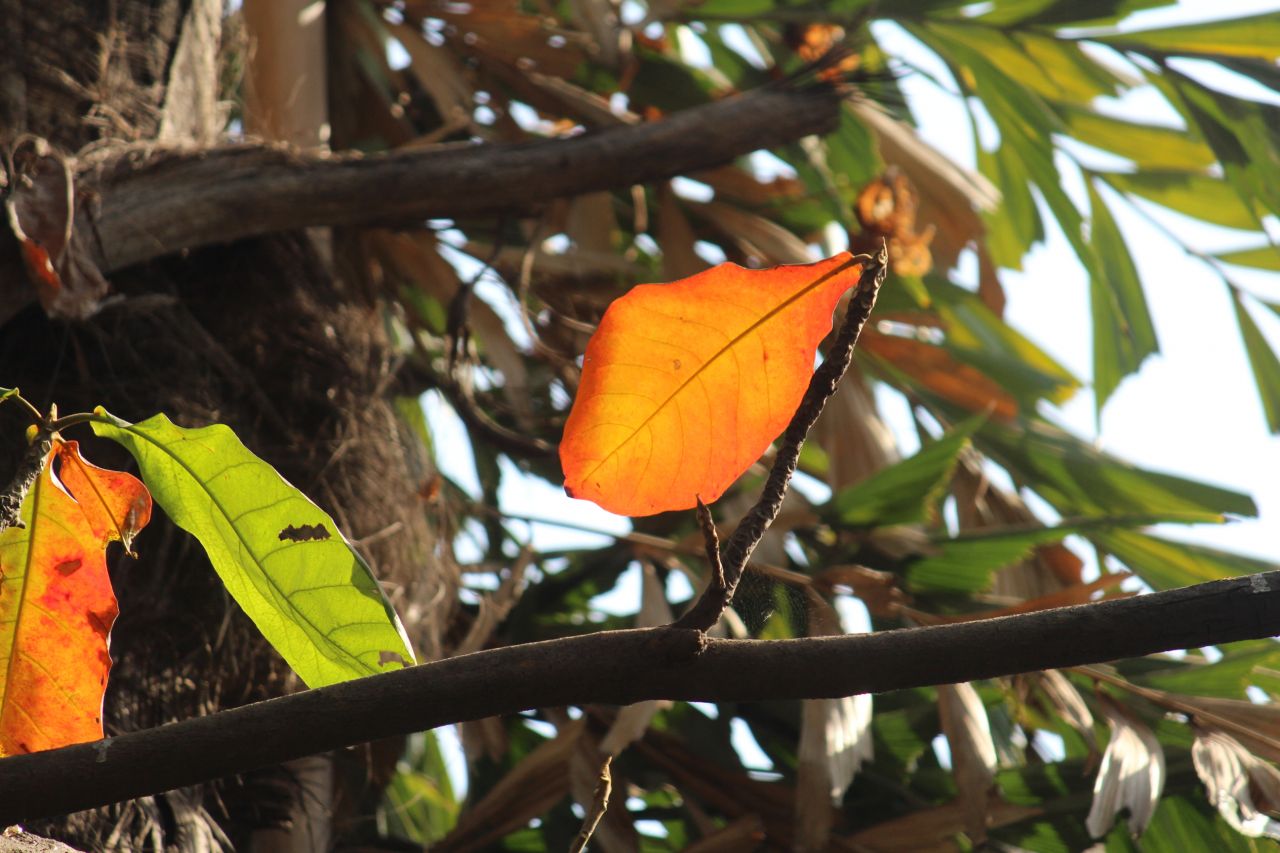 Beautiful Orange Leaf On Tree Stock Free