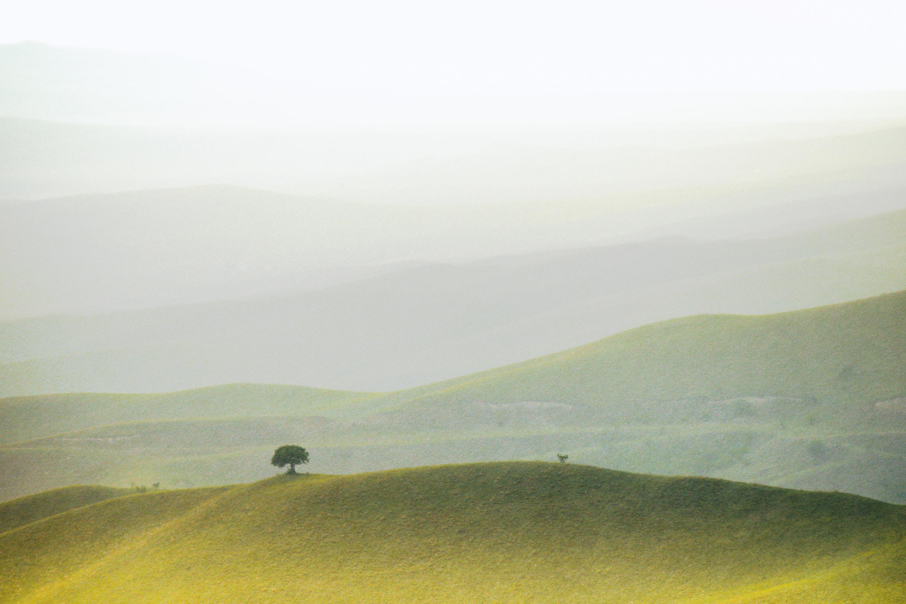 Landscape springtime with tree in middle Stock Free