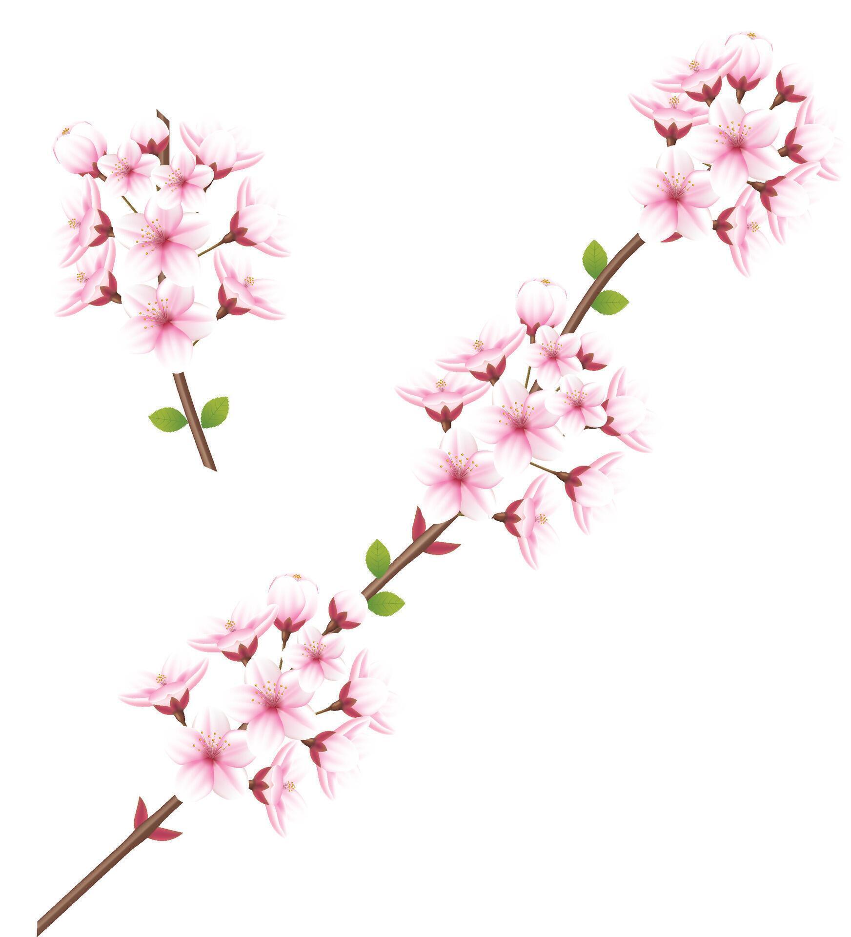 Set of cherry blossom flowers isolated on white background Stock Free