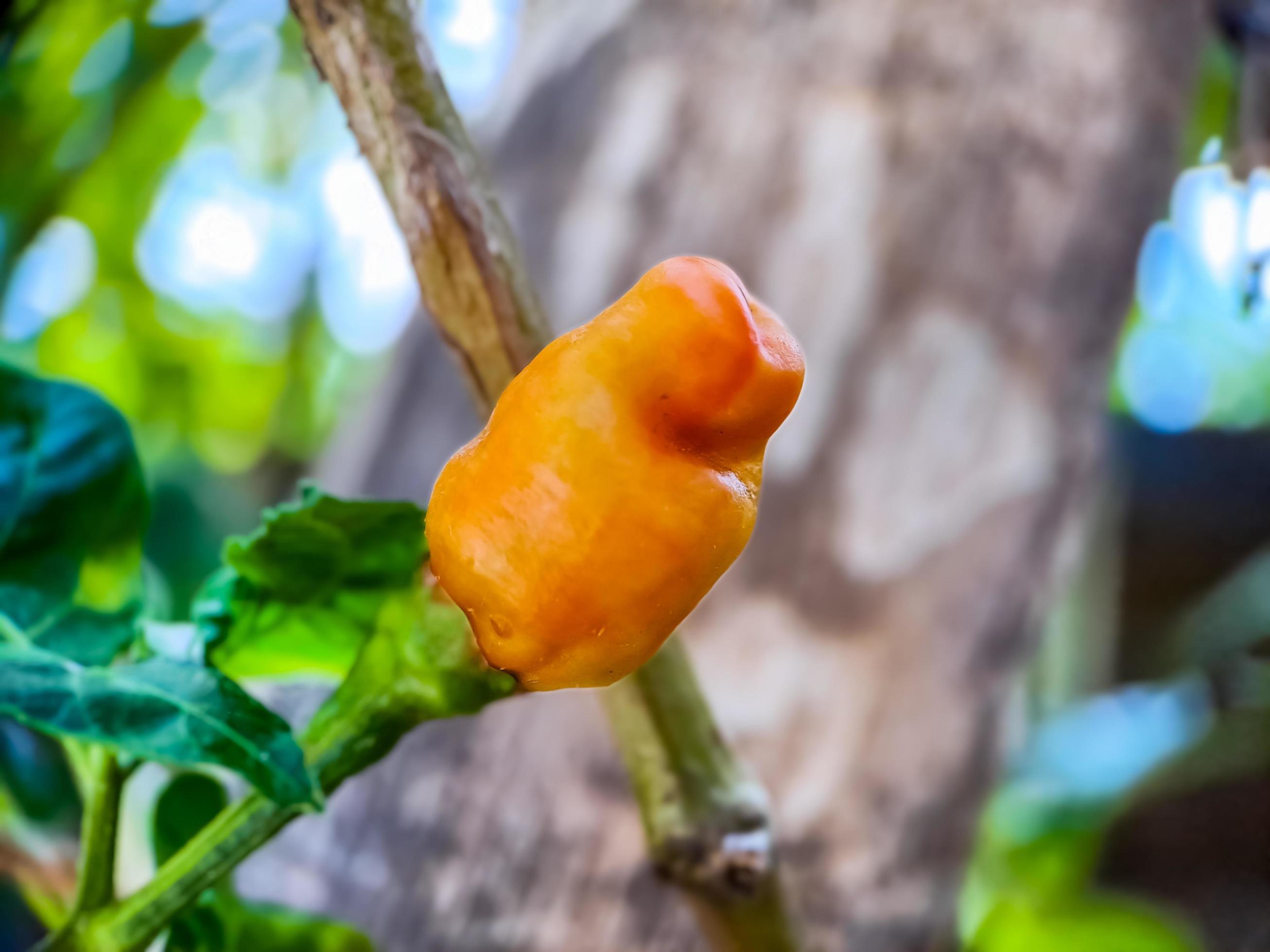 Little red cayenne pepper on organic garden farm. plants that are food and plants Stock Free