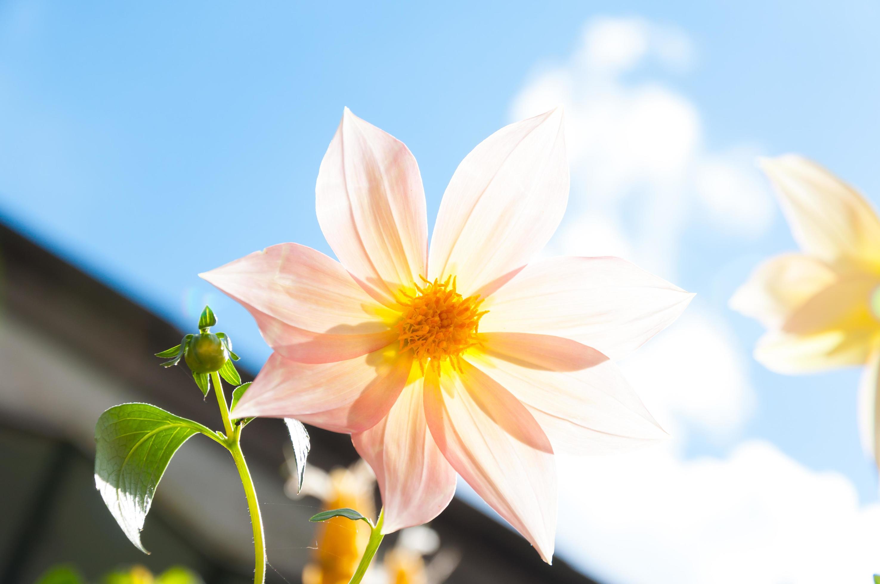 Beautiful flowers in the summer season for background Stock Free