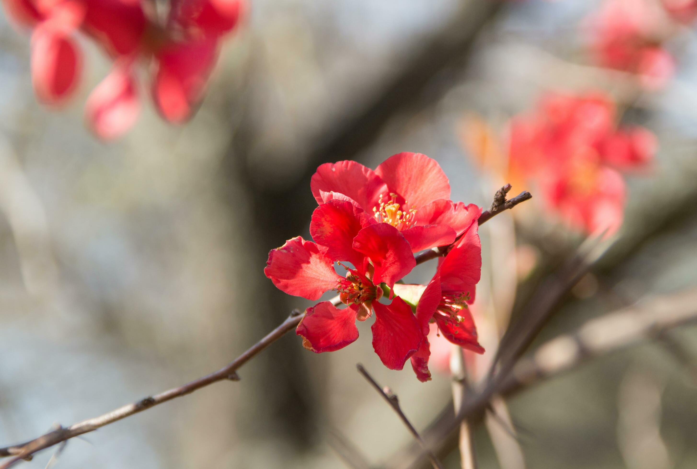 garden quince flowered in the spring of the mountains Stock Free