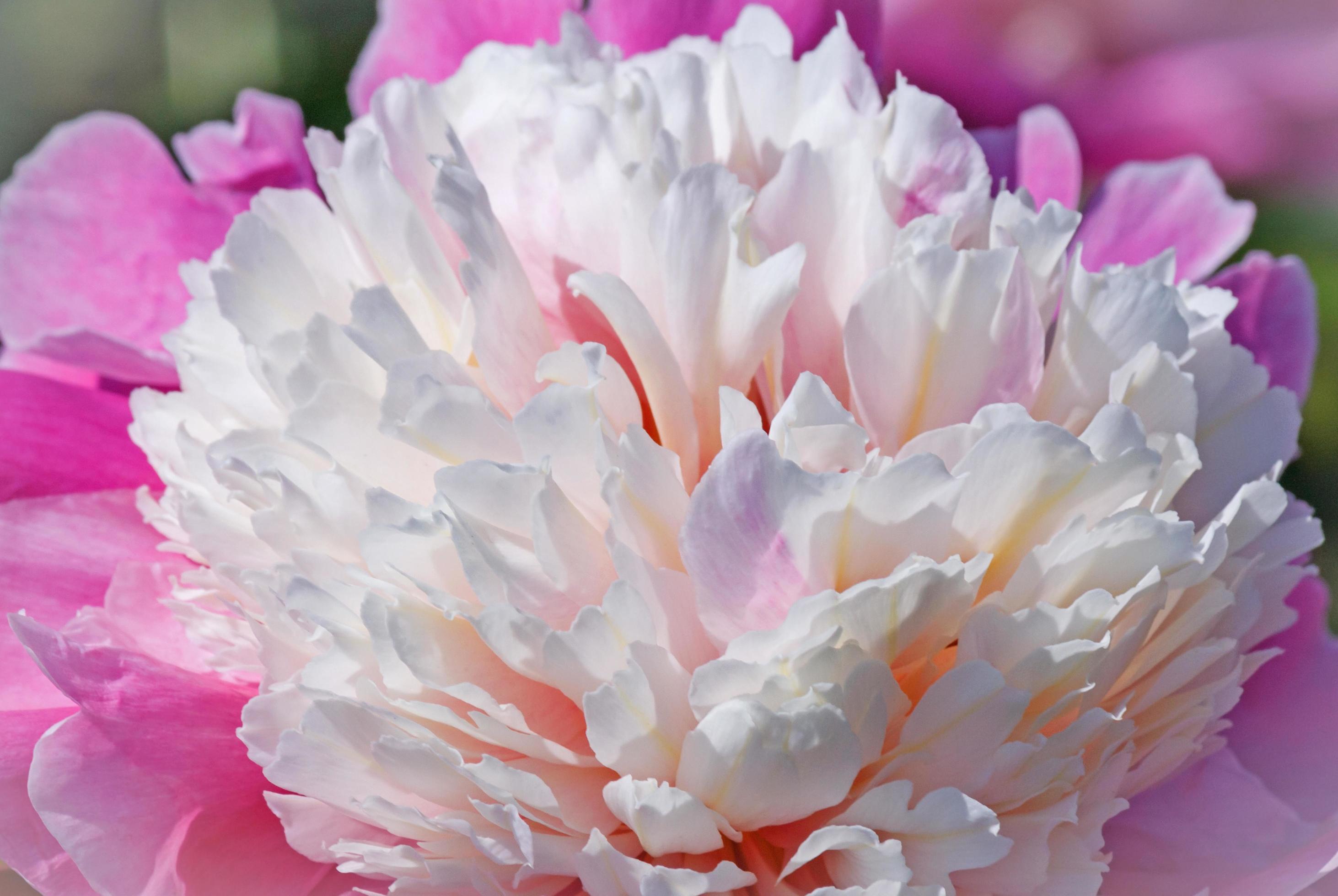 close up of pink peony flower Stock Free