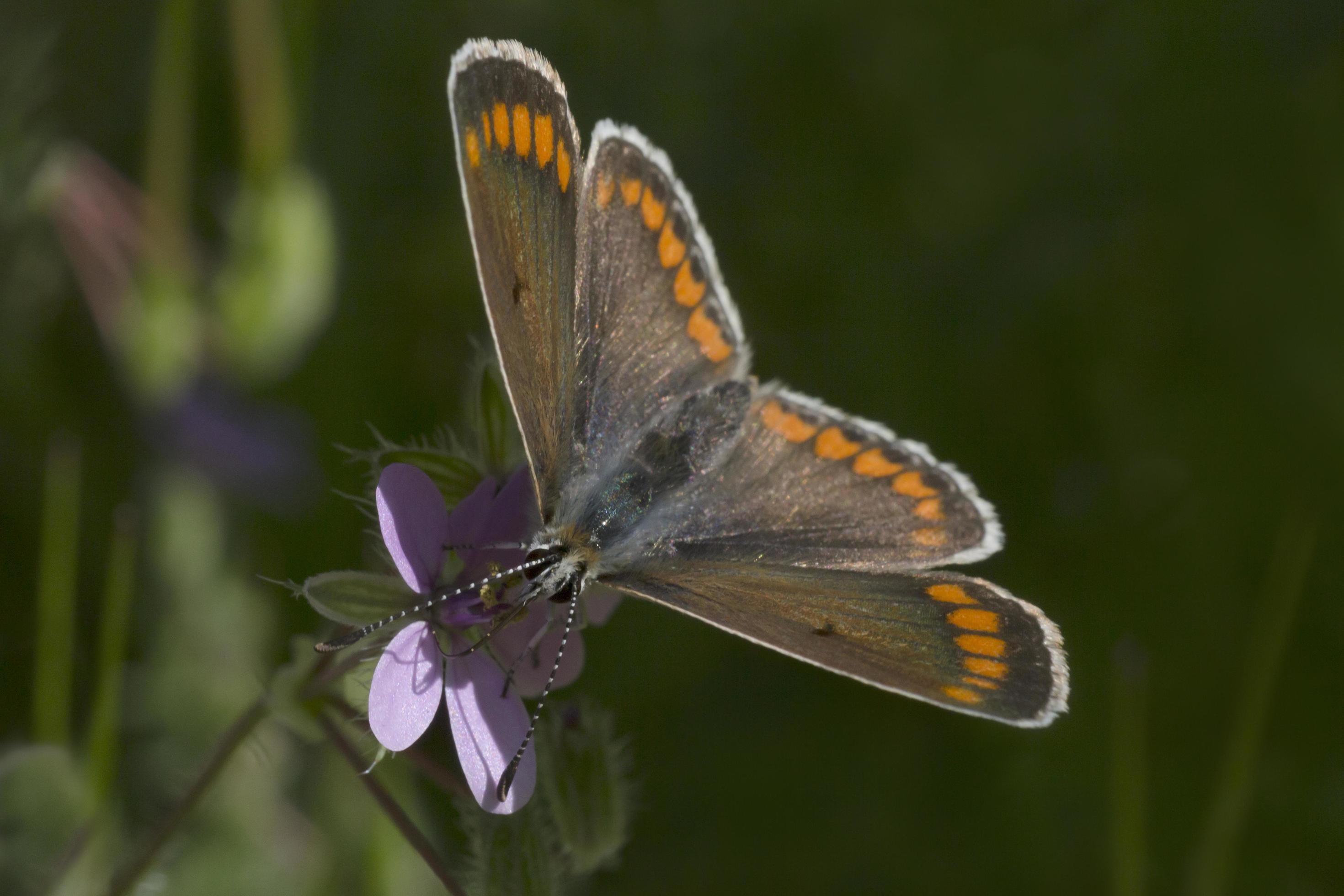 small brown butterfly sitting on purple flower Stock Free