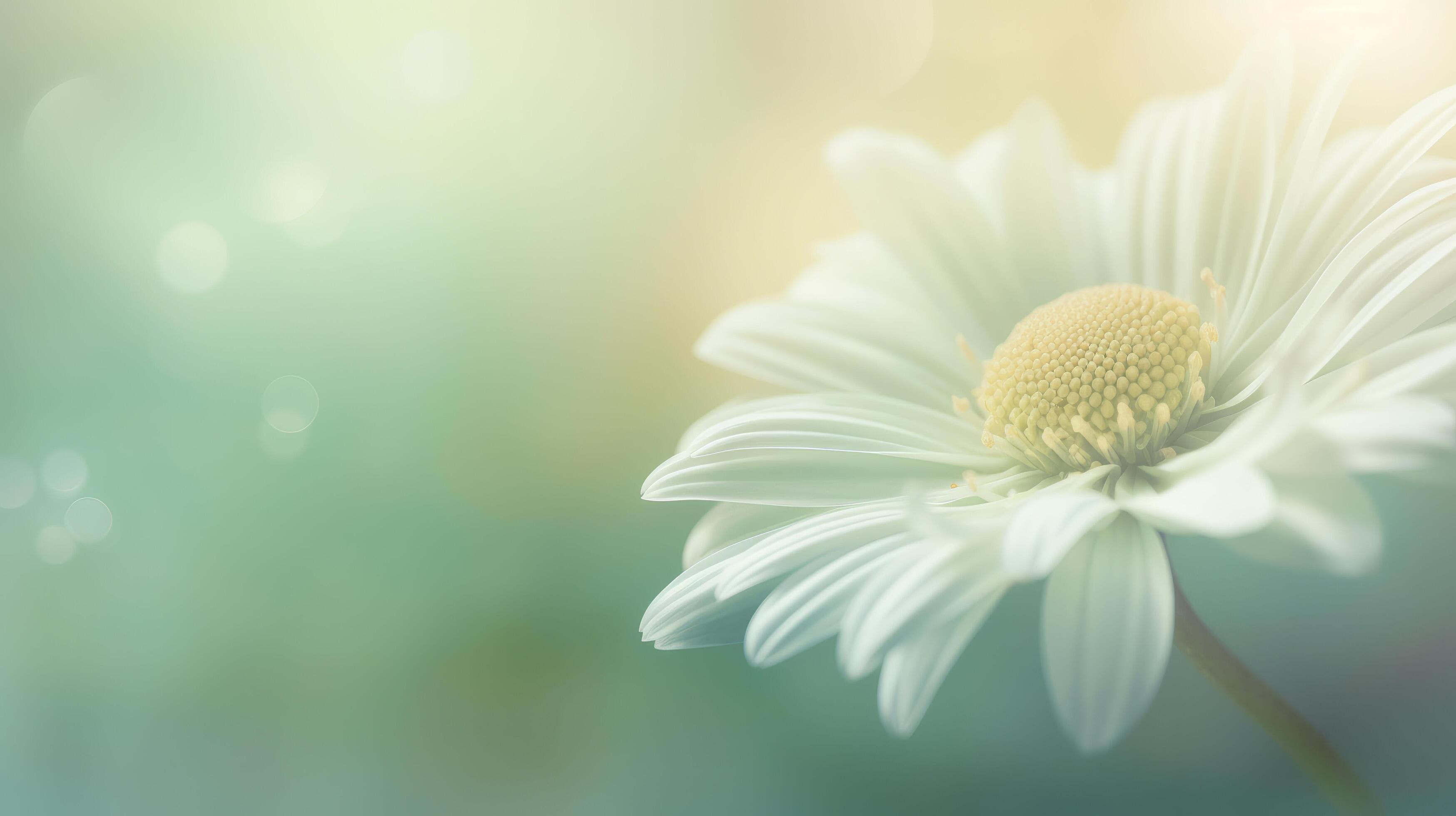 Daisy flower background. Illustration Stock Free