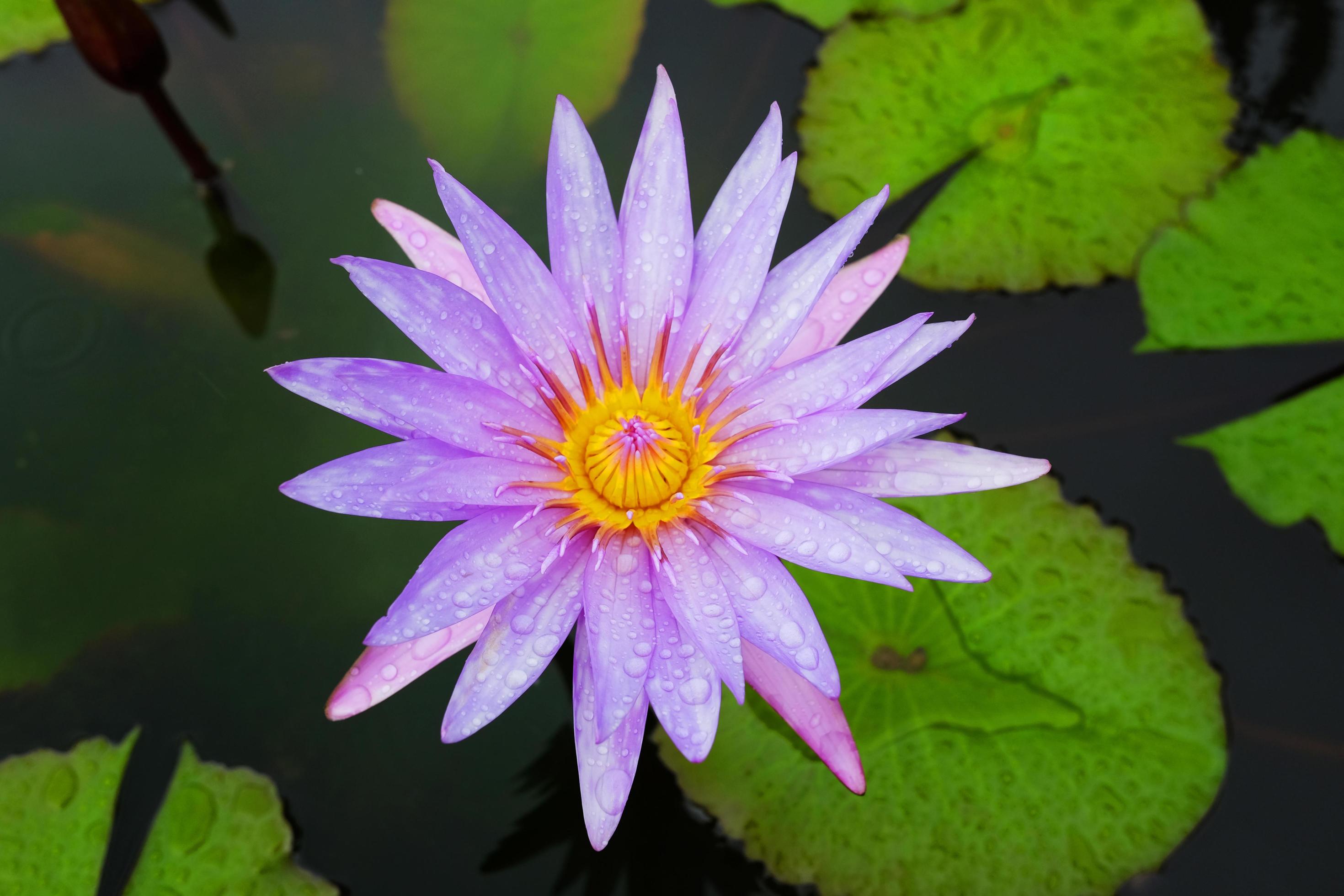 Water dew drop on Blooming Pink Water lily Nymphaea stellata Willd float in tranquil river garden. Tropical Purple lotus flowers in pond. Stock Free