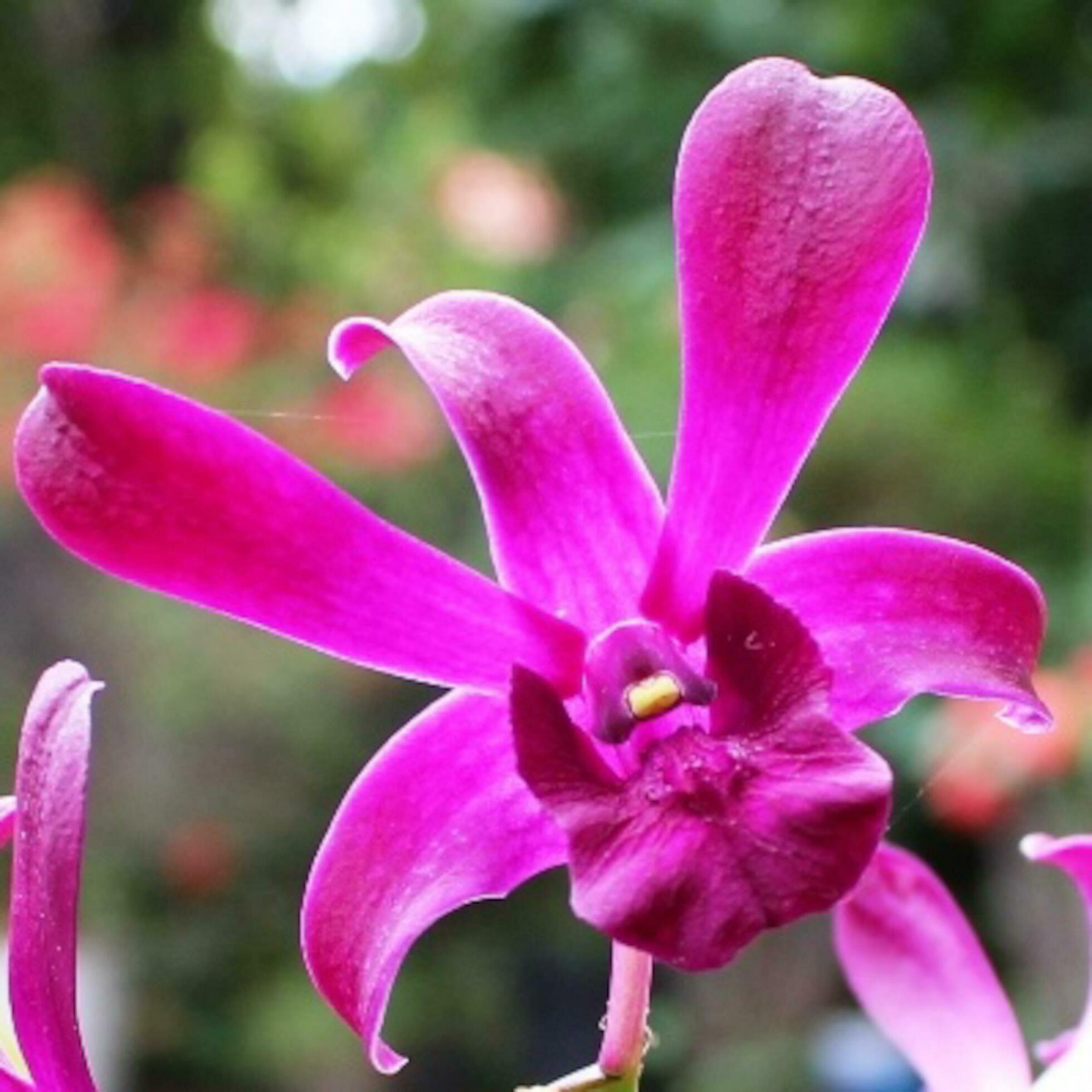 purple orchid flowers bloom in the garden Stock Free