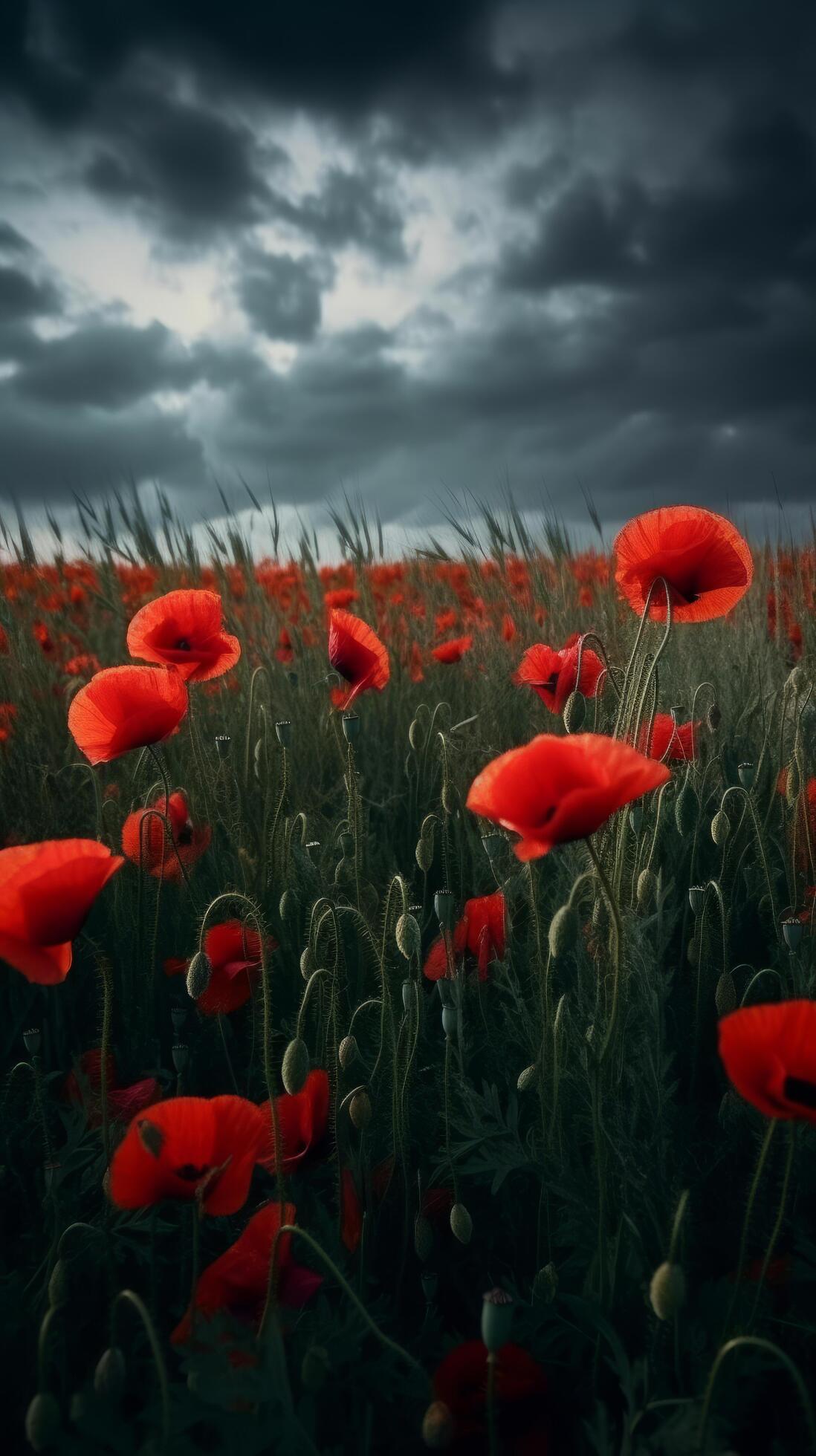 Poppy flower background for Anzac day. Illustration Stock Free