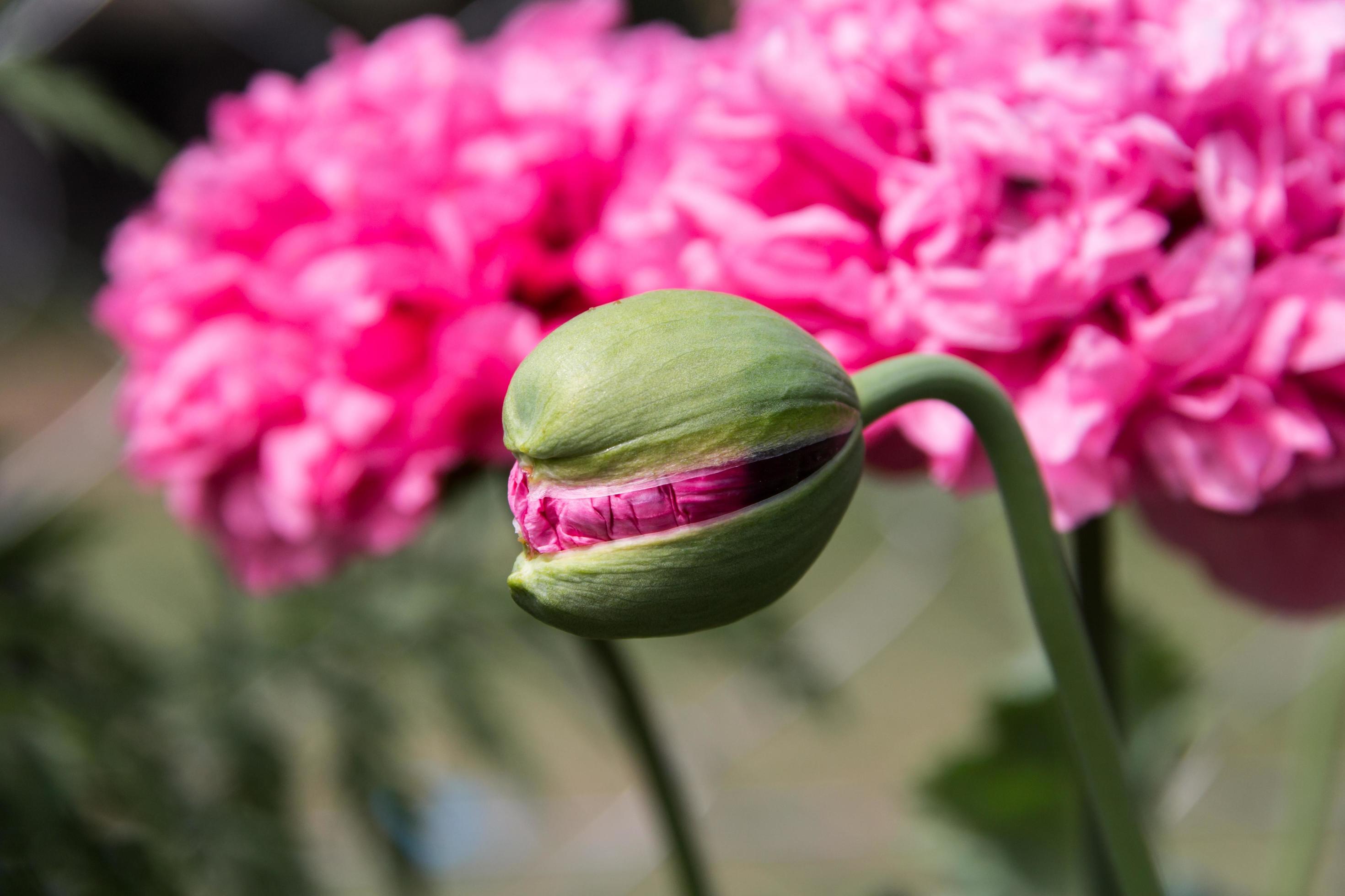 pink giant double poppy flower Stock Free