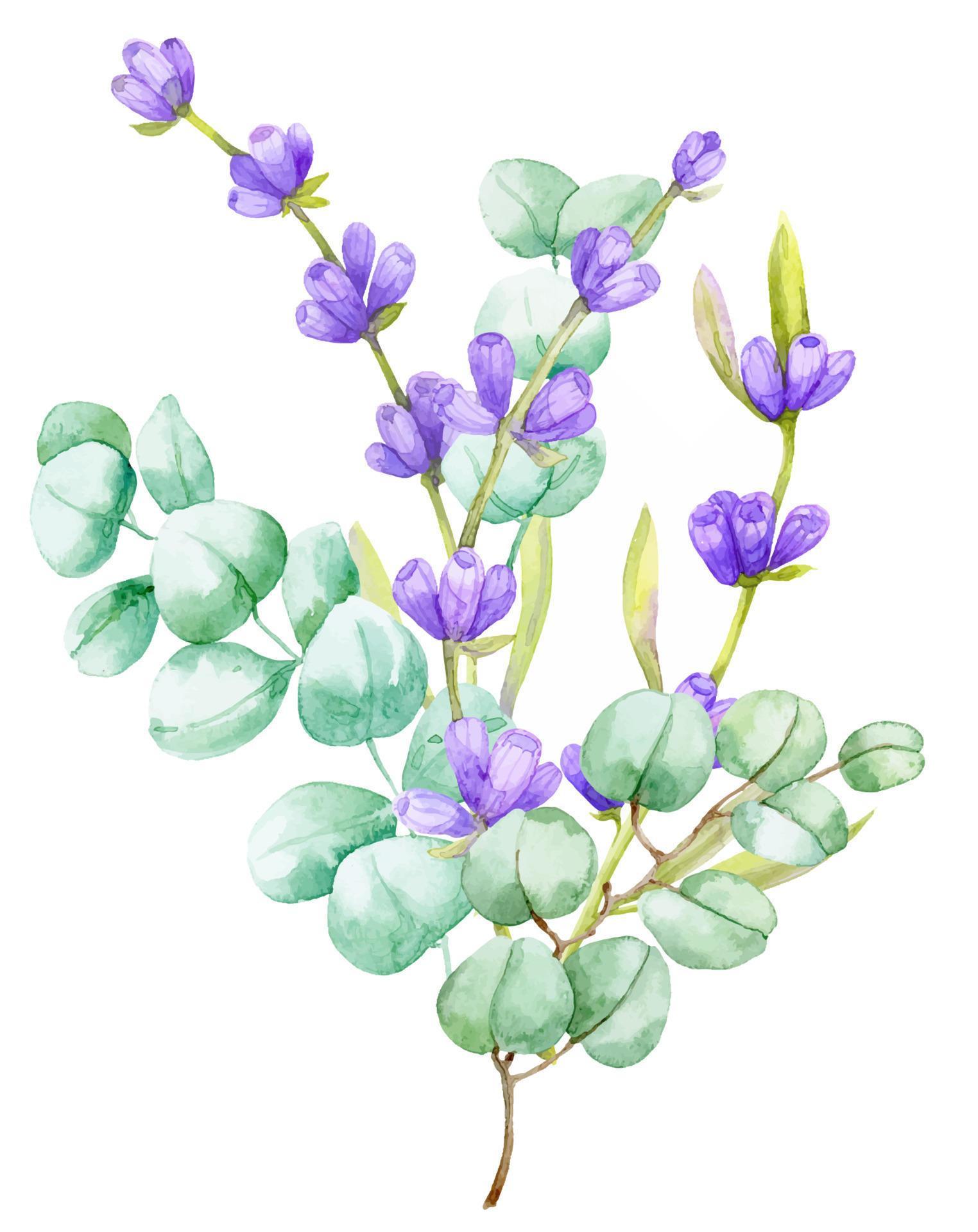 A bouquet of green eucalyptus leaves and lilac lavender. Watercolor illustration Hand drawn eucalyptus branch with lavender flowers Stock Free