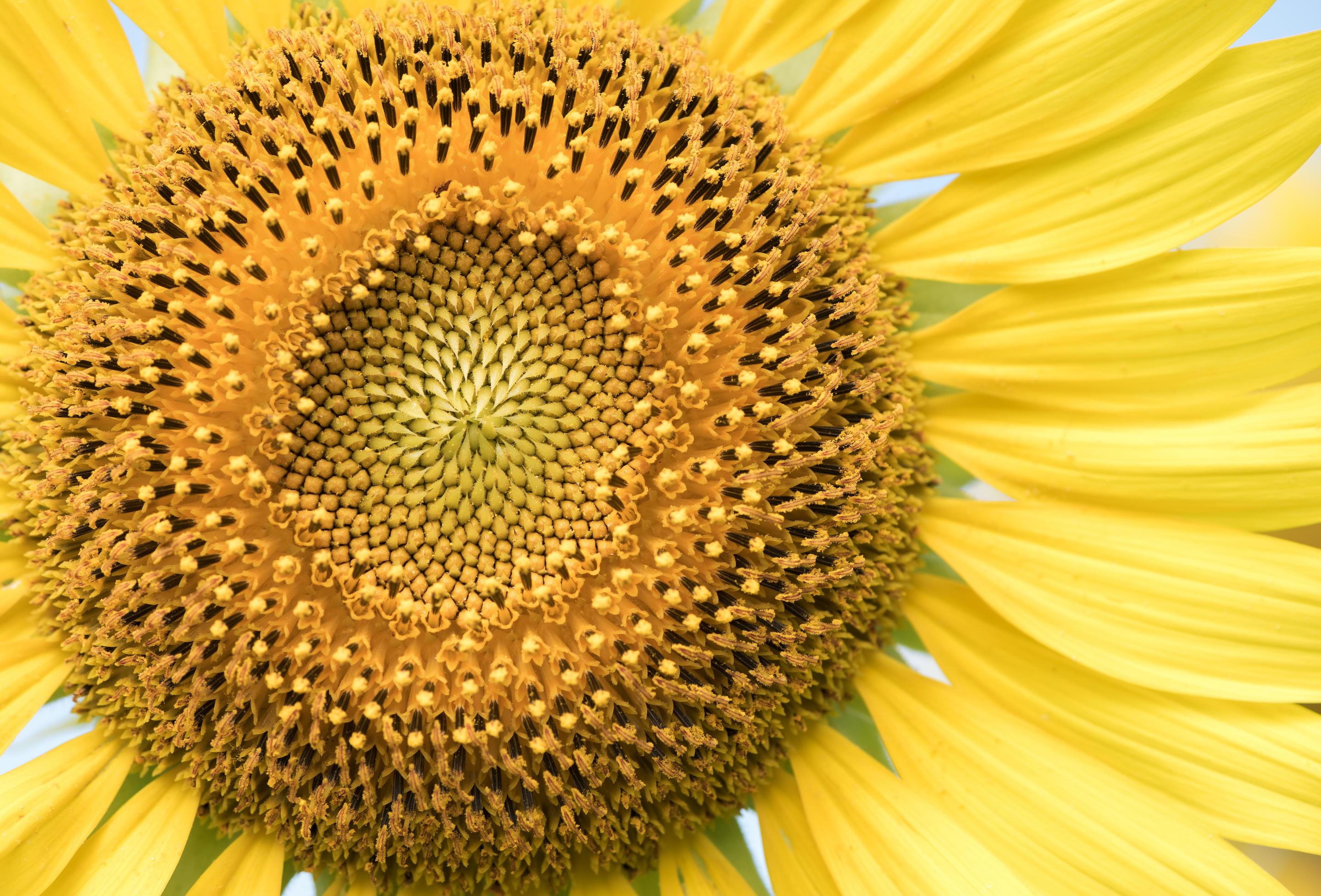 close up of sunflower flower Stock Free