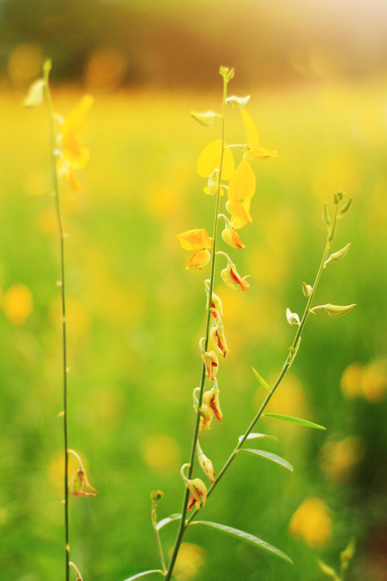 Beautiful yellow Sun hemp flowers or Crotalaria juncea farm in beautiful sunlight on the mountain in Thailand.A type of legume. Stock Free