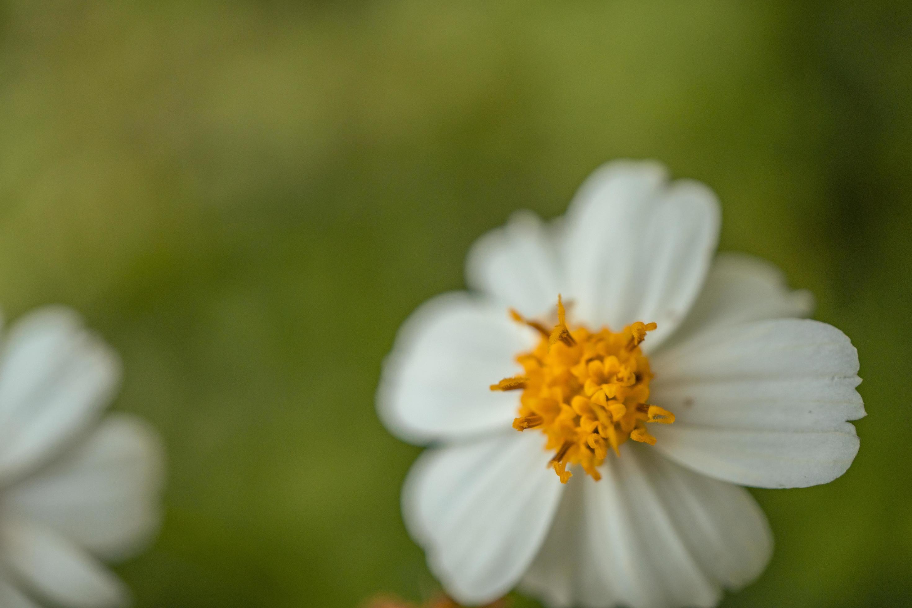 Macro photo of meadow flower white, pink yellow and violet color. The photo is suitable to use for nature flower background, poster and advertising. Stock Free