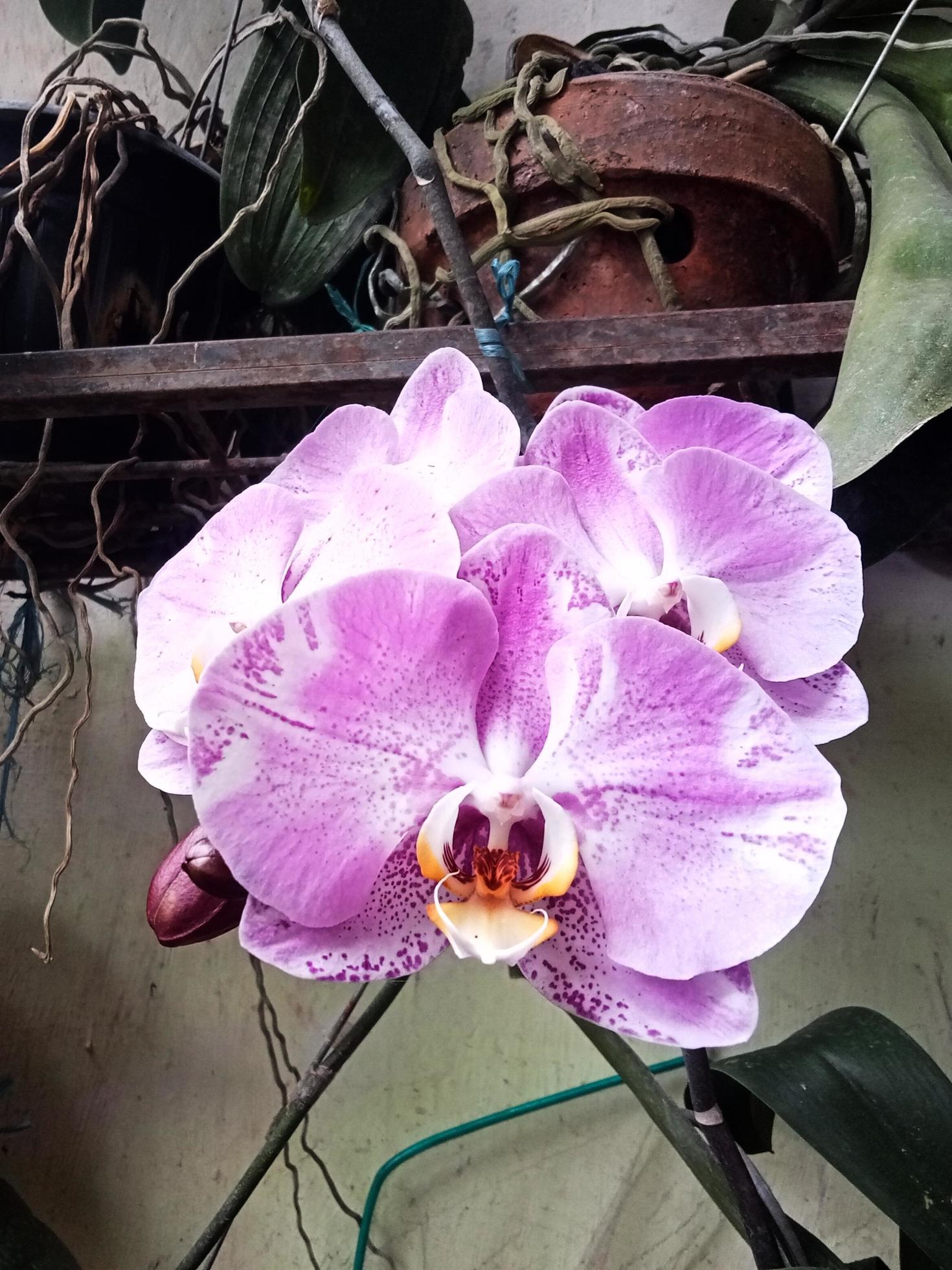 Moon Orchid or Phalaenopsis Amabilis. Orchids, Orchidaceae, are the largest family of monocot plants. Indonesian Anggrek bulan on selective focus Stock Free