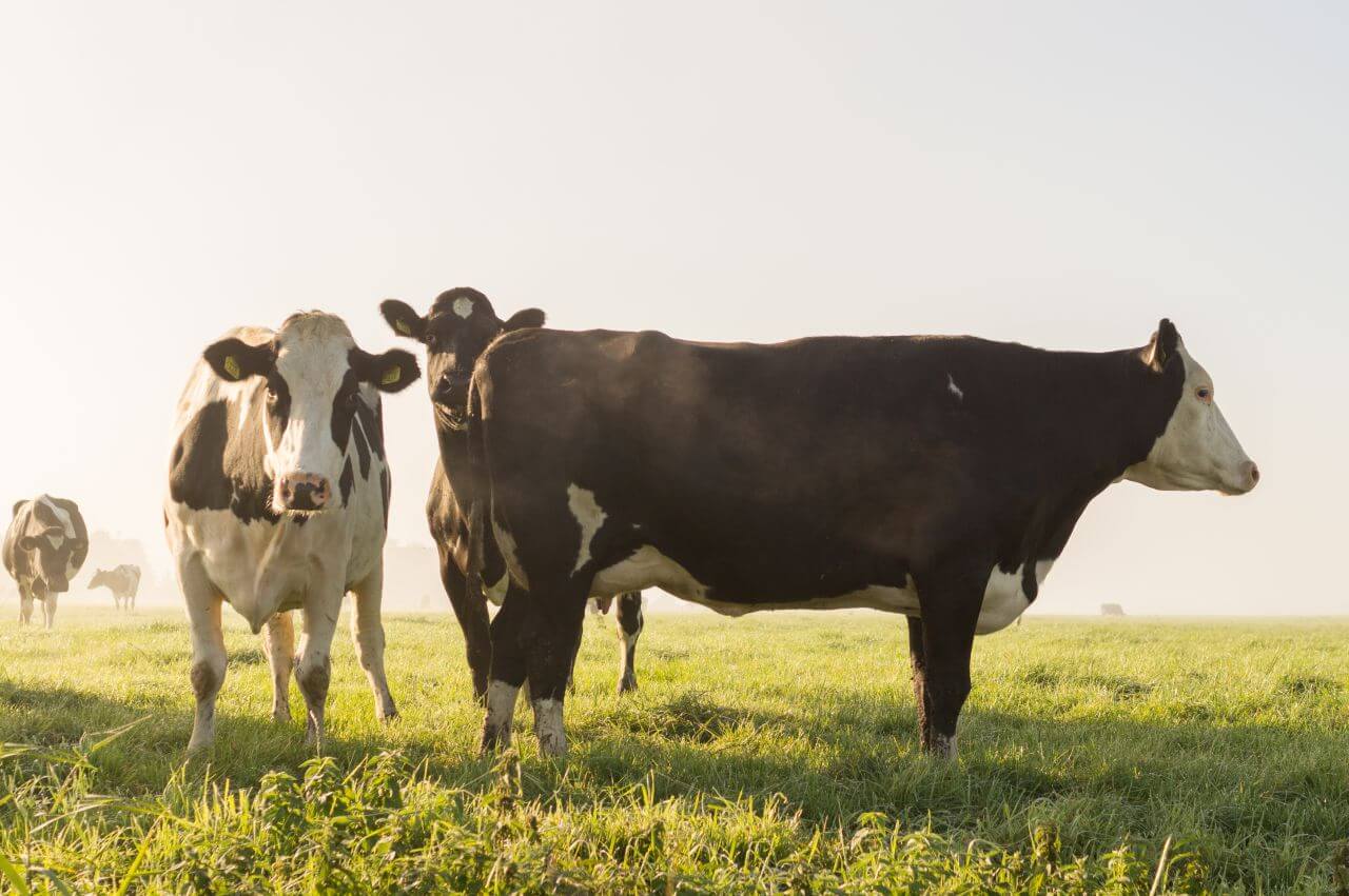 Black White Cow Field Stock Free