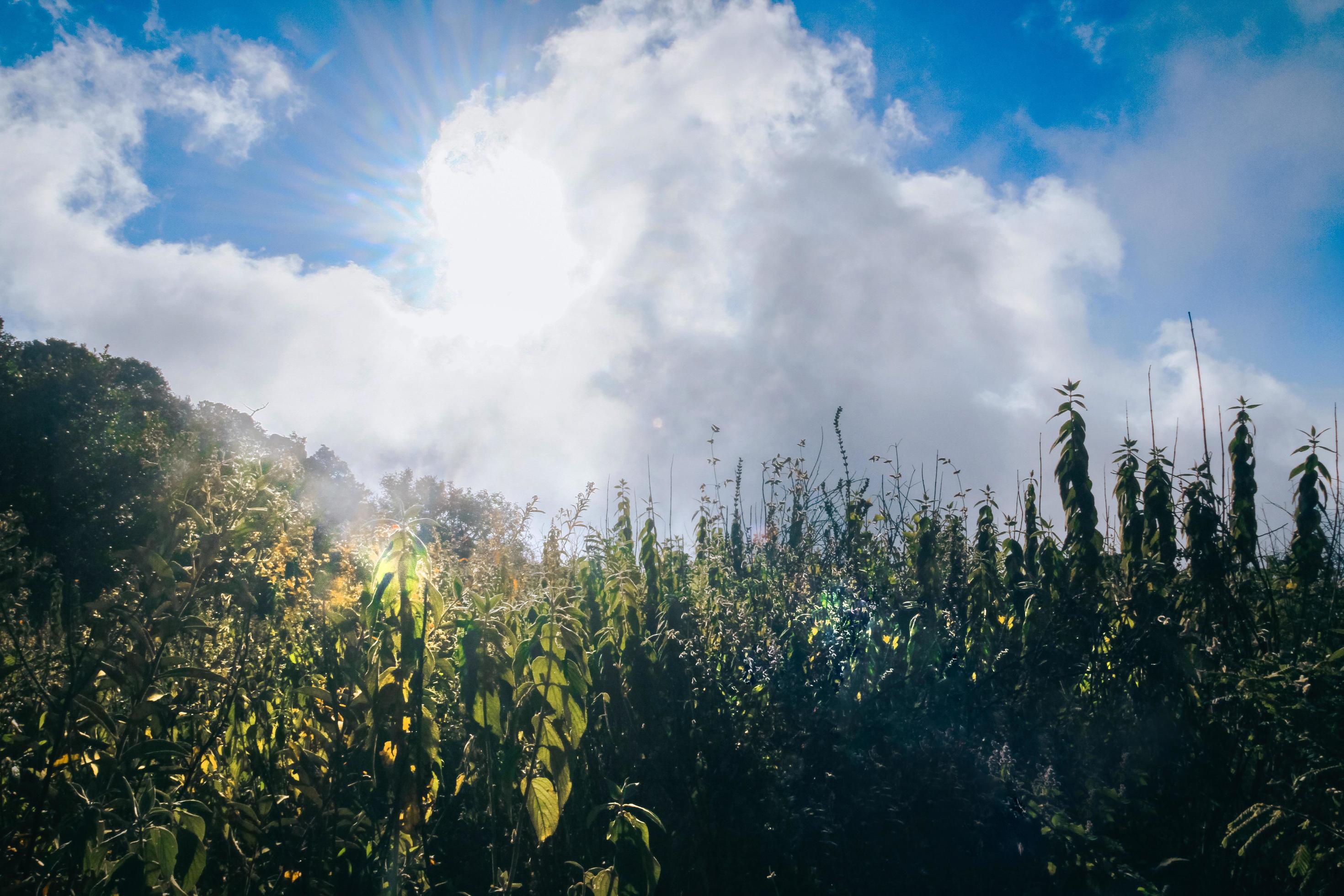 Beautiful sunrise with wild grass flowers on the mountain blossom with blue sky in forest. Stock Free