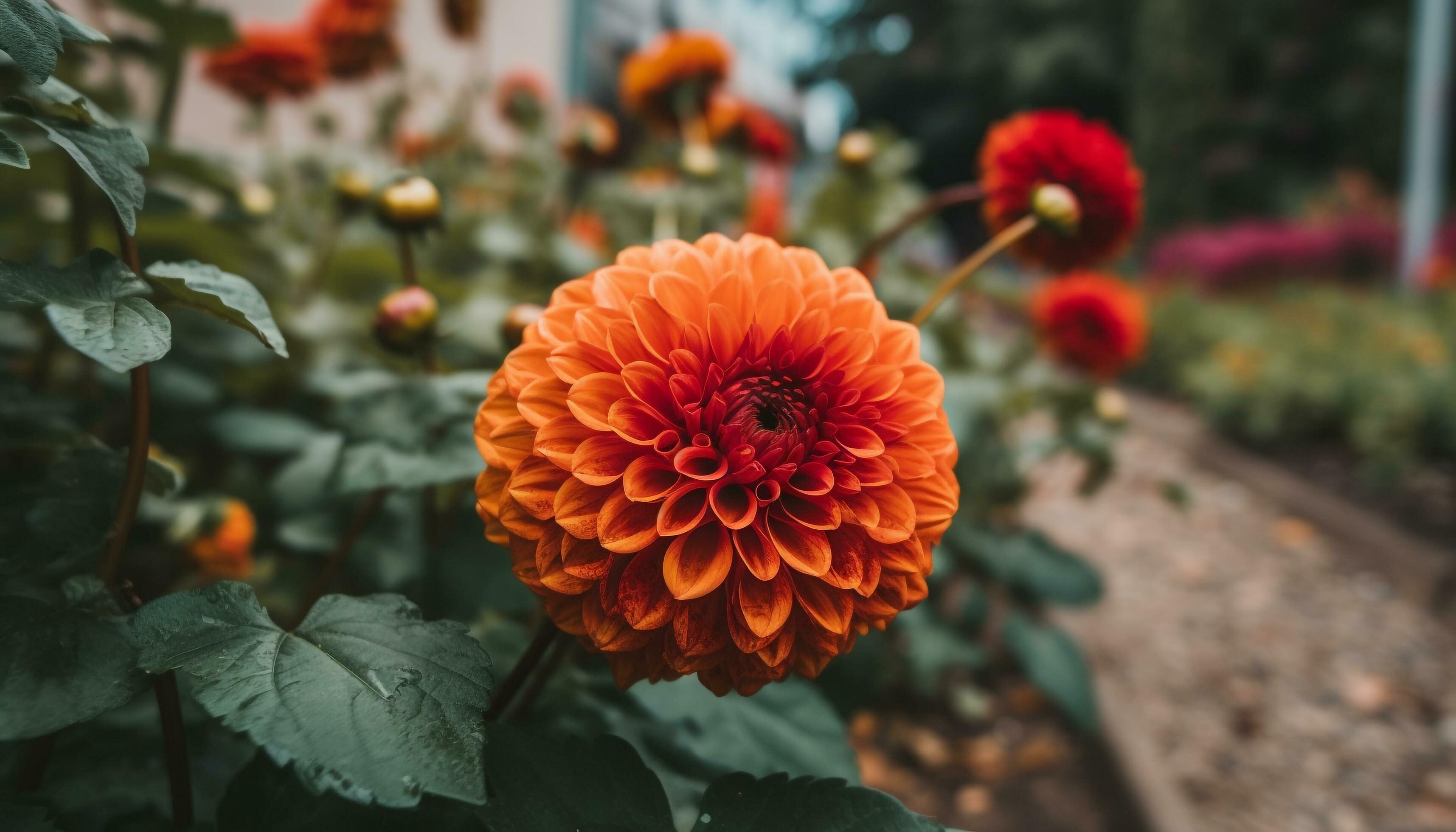 Vibrant multi colored flowers bloom in nature formal garden generated by AI Stock Free