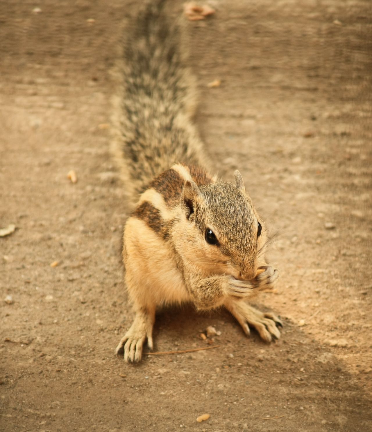 Squirrel Animals Stock Free