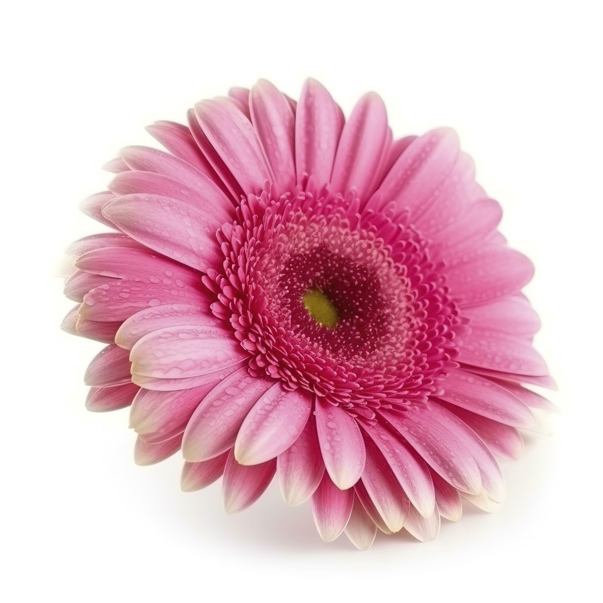 Pink gerbera flower isolated on white background, generate ai Stock Free