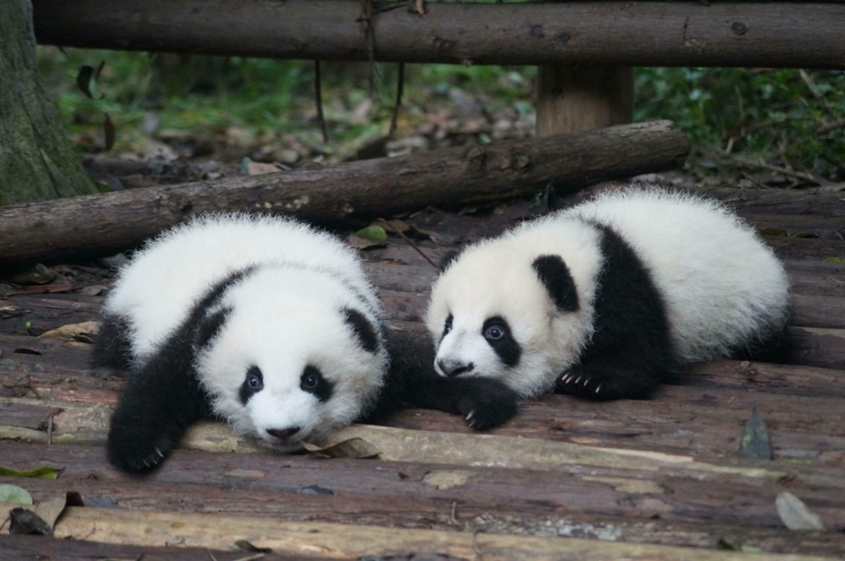 Adorable Giant Panda Family in Their Natural Habitat Group of adorable giant pandas in China’s bamboo forest, an endangered wildlife species. Stock Free