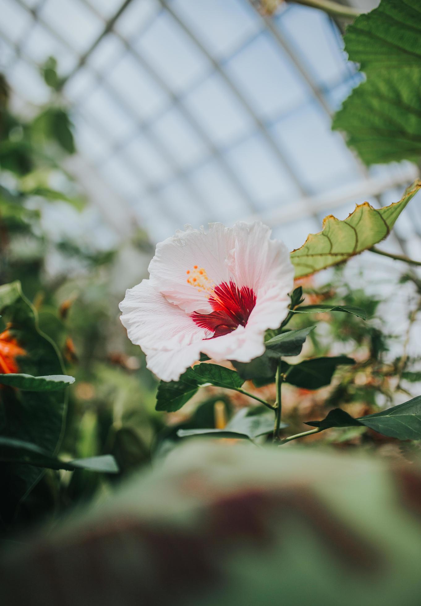 White and red petaled flower Stock Free