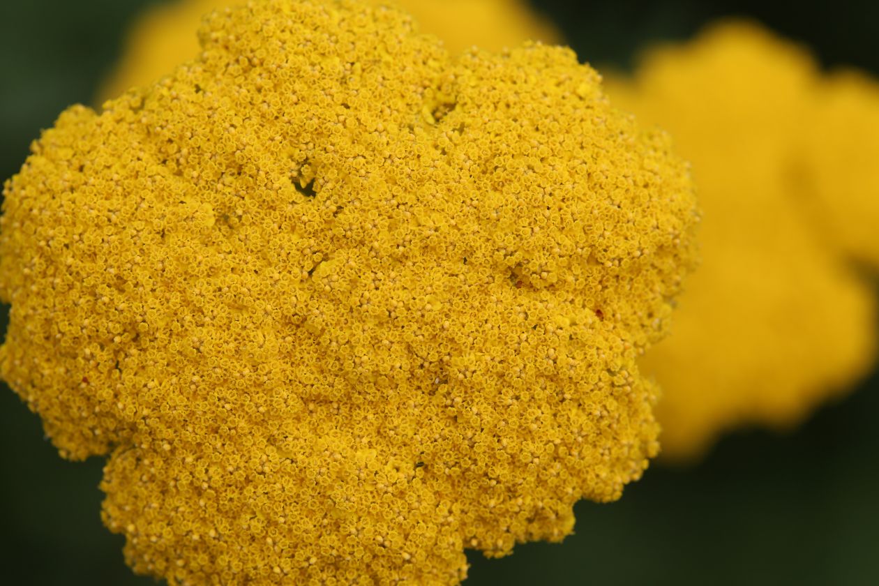 Yellow flowers Stock Free