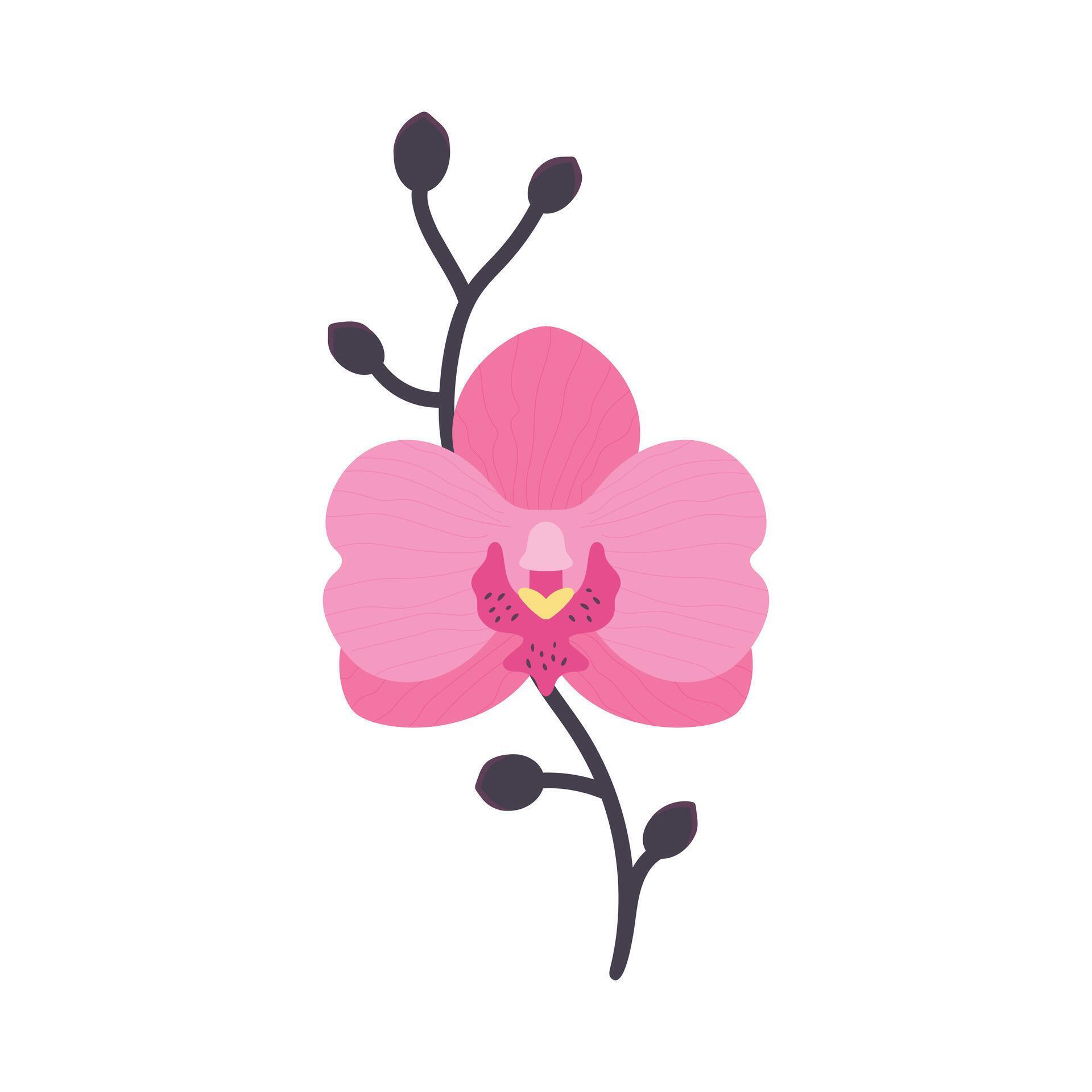 Hand drawn pink orchid flower with branch. Flat style. Vector illustration Stock Free