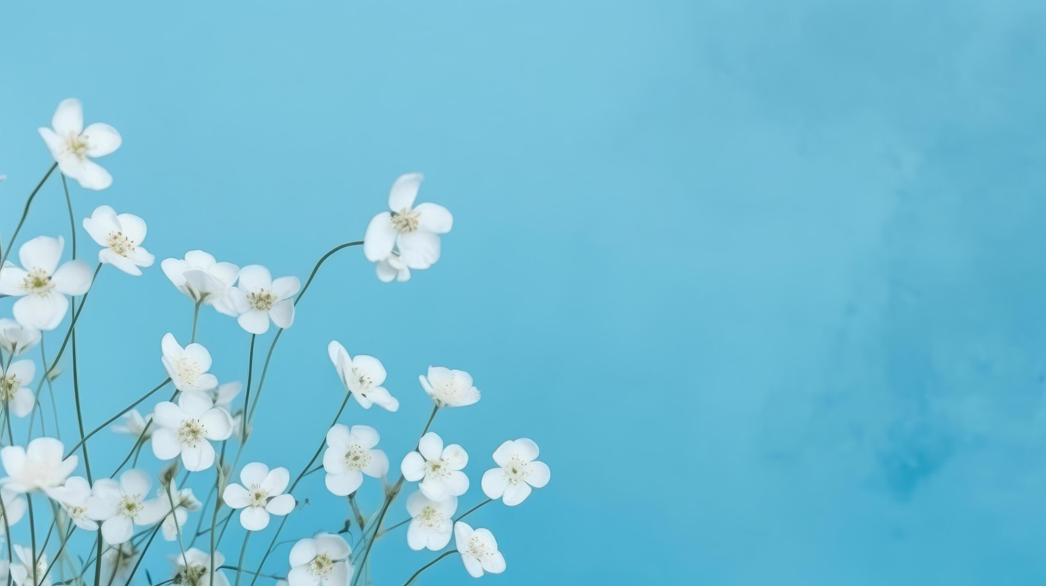 White spring flowers on blue background. Illustration Stock Free