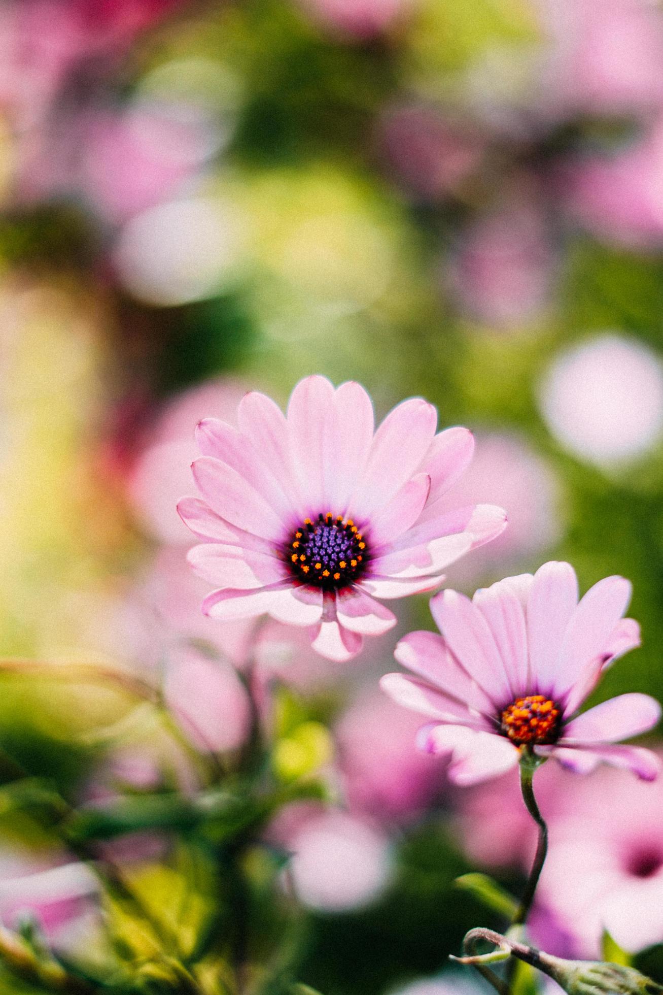 Pink Osteospermum flowers Stock Free