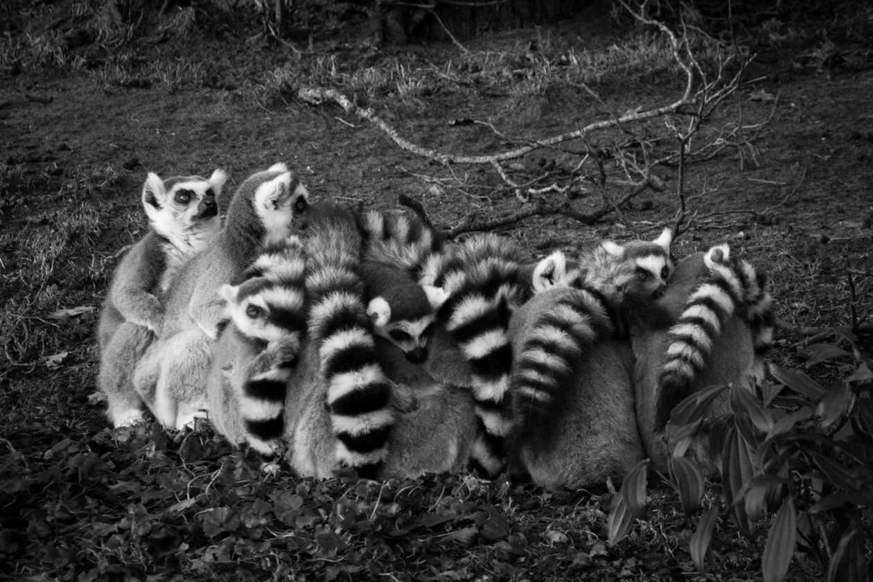 Ring tailed lemurs Stock Free