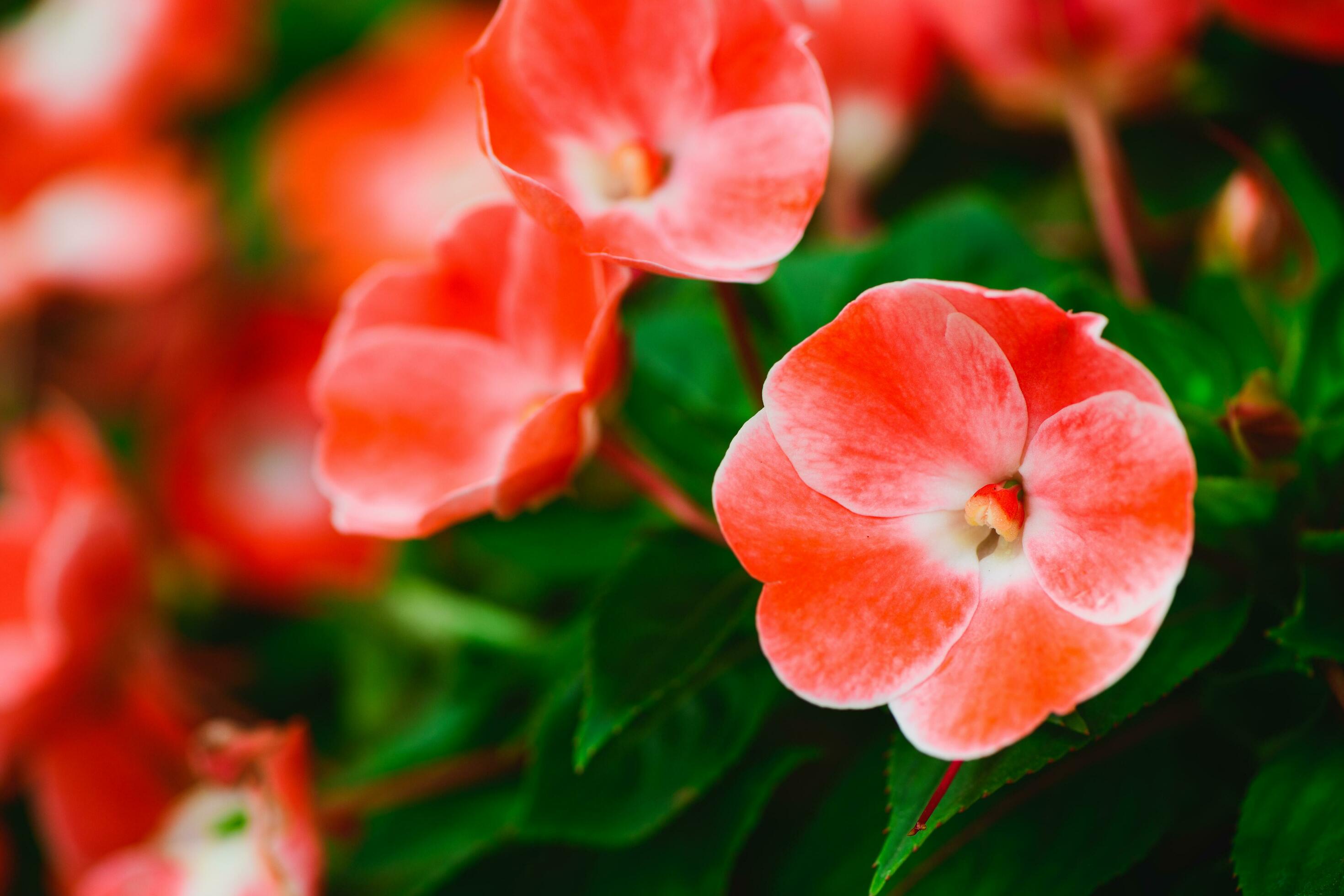 Beautiful red small flower in garden, Stock Free