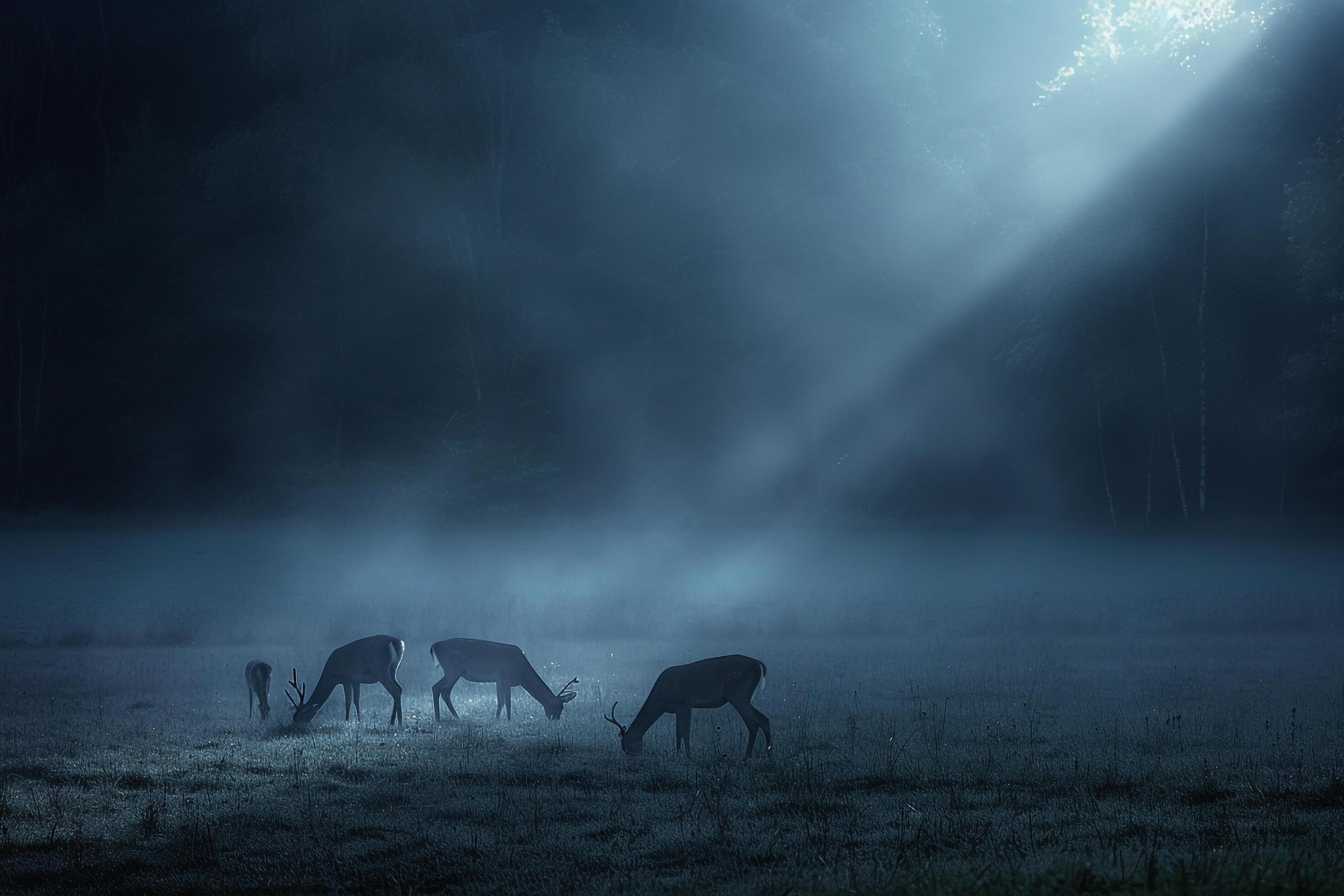 Moonlight Filtering Through Mist Casting Silver Glow on Family of Deer Grazing in Meadow Background in Nature Stock Free