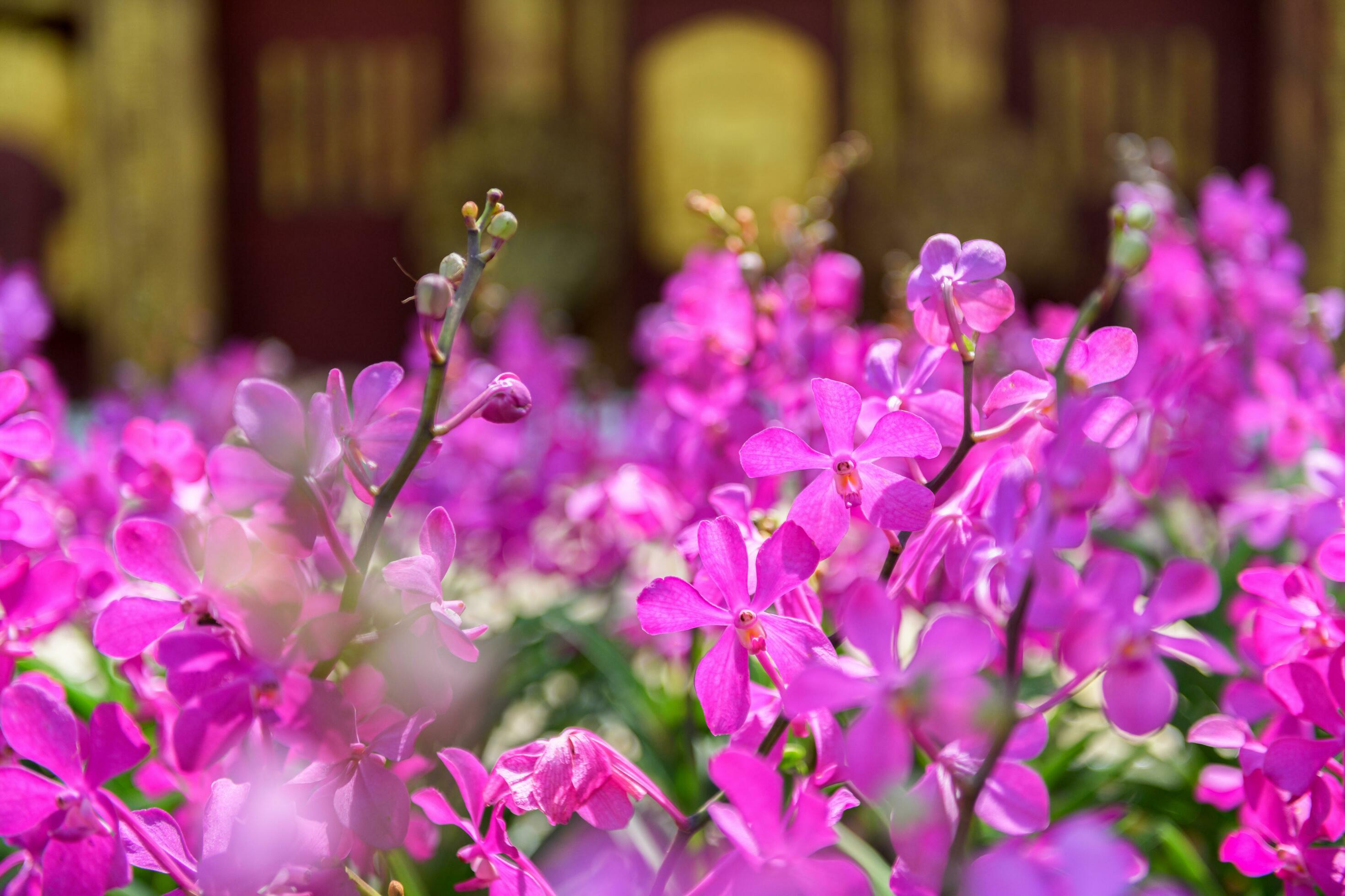 Ascocenda orchid Beautiful pink flowers blooming in garden. Stock Free