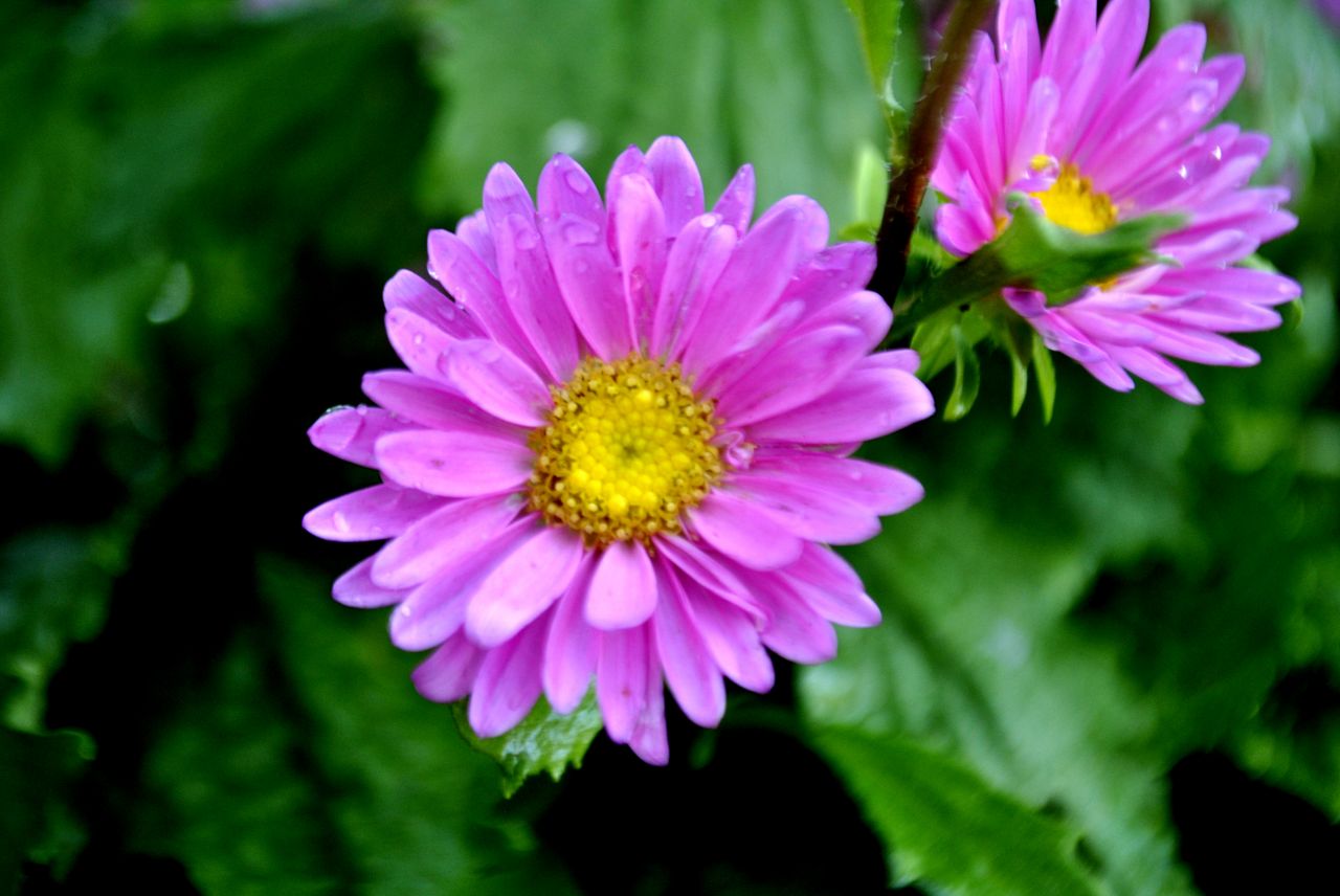 Pink Flowers Stock Free