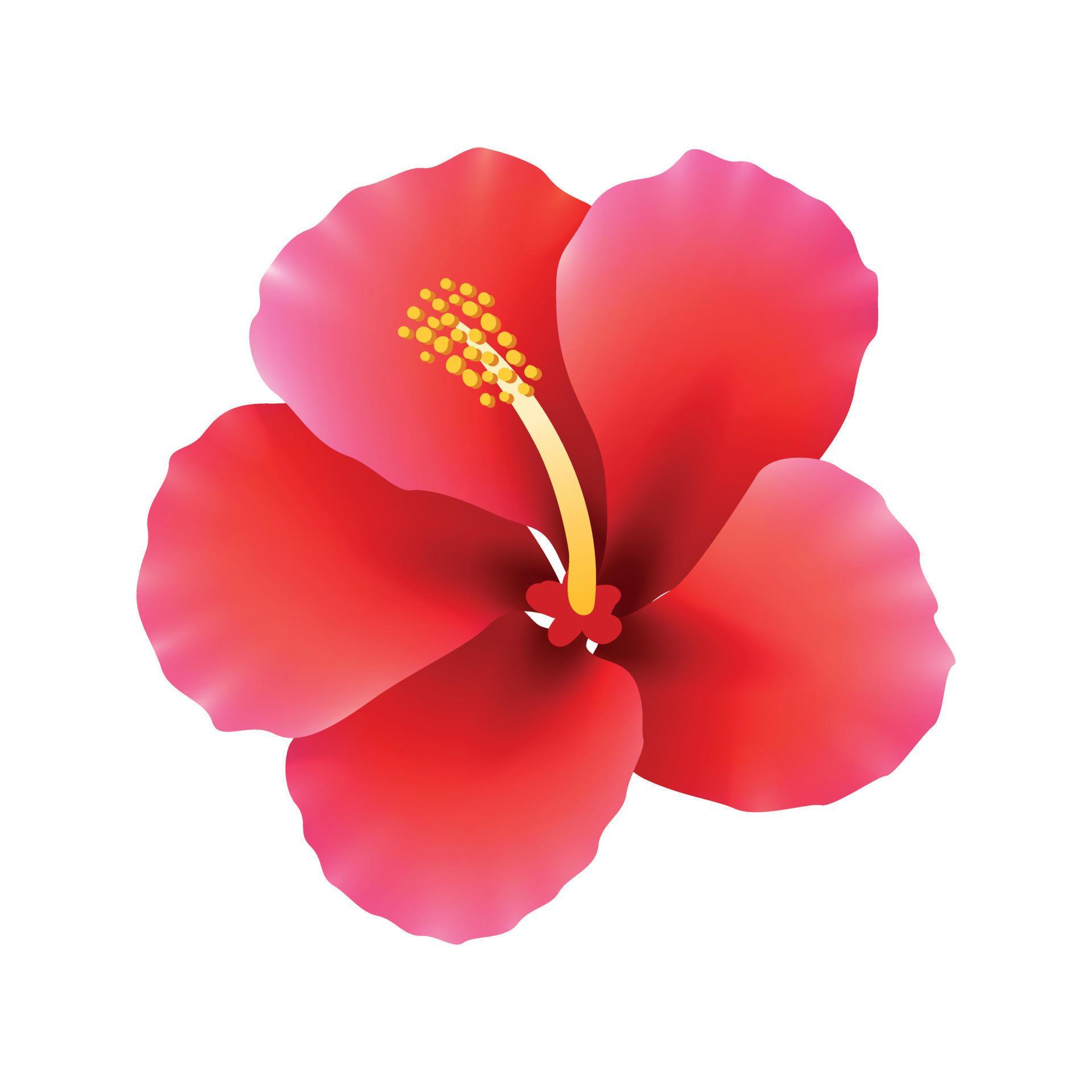 Realistic red hibiscus flower vector illustration Stock Free