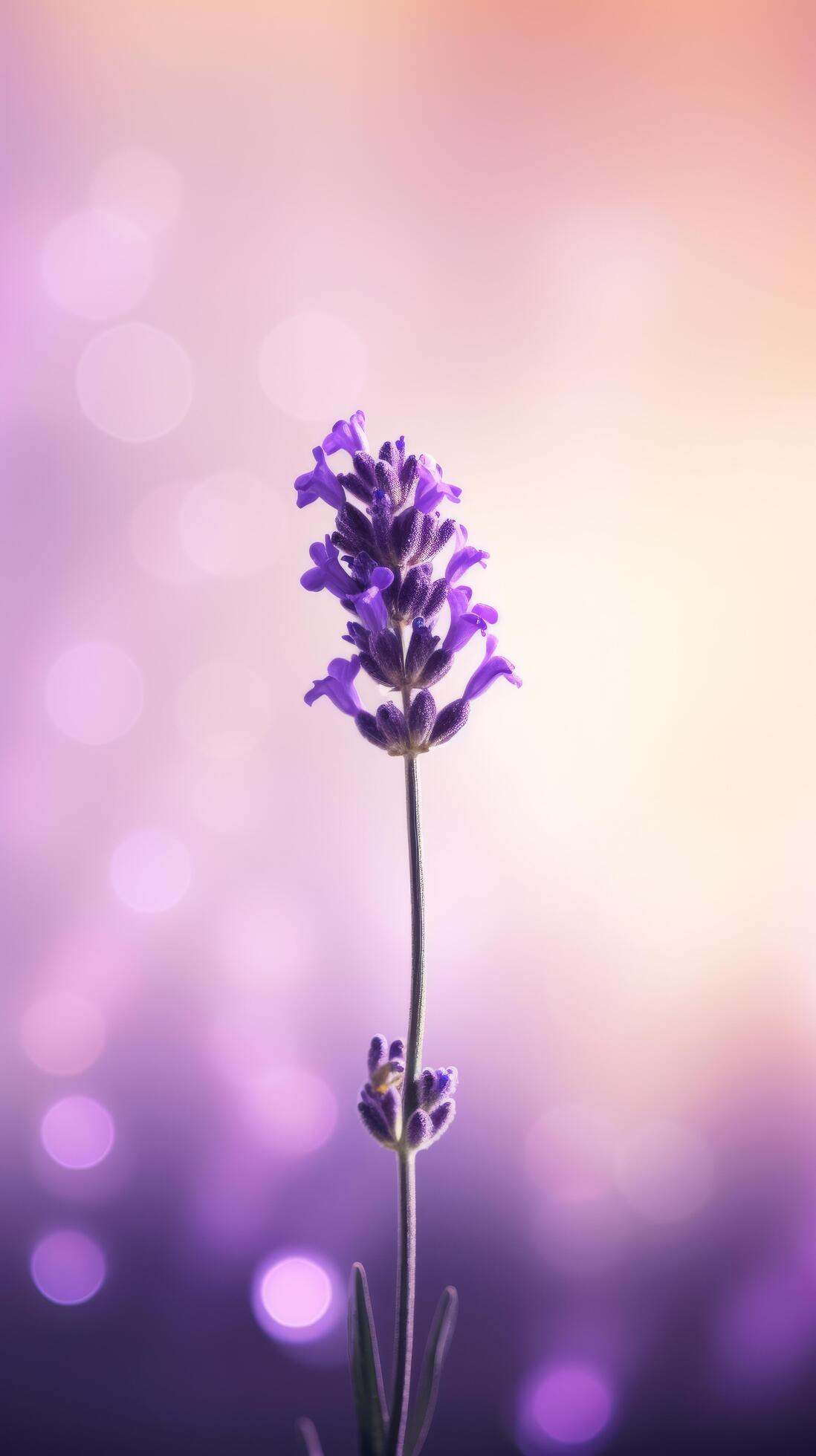 Lavender flower background. Illustration Stock Free