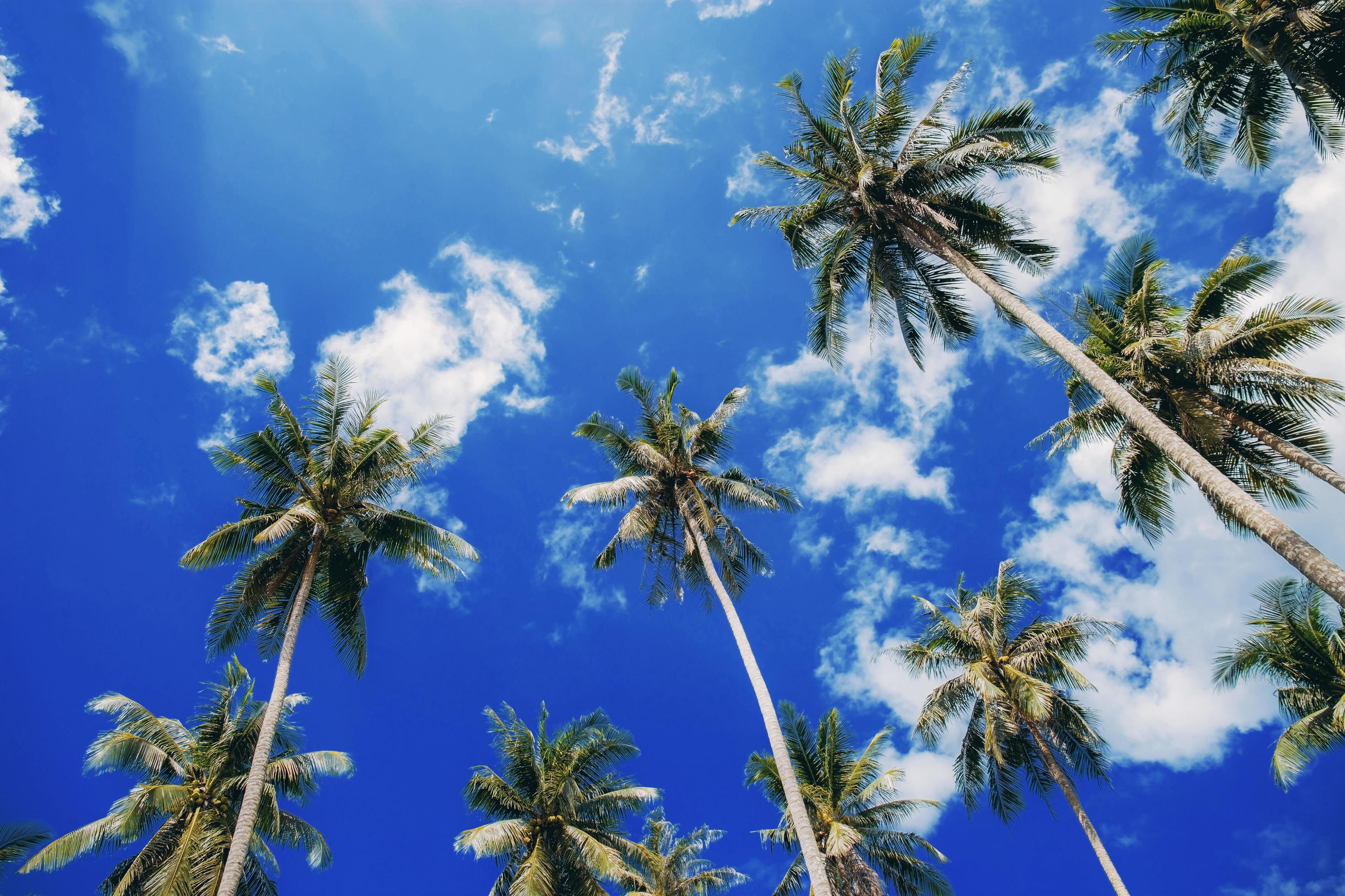 Palm tree at blue sky. Stock Free