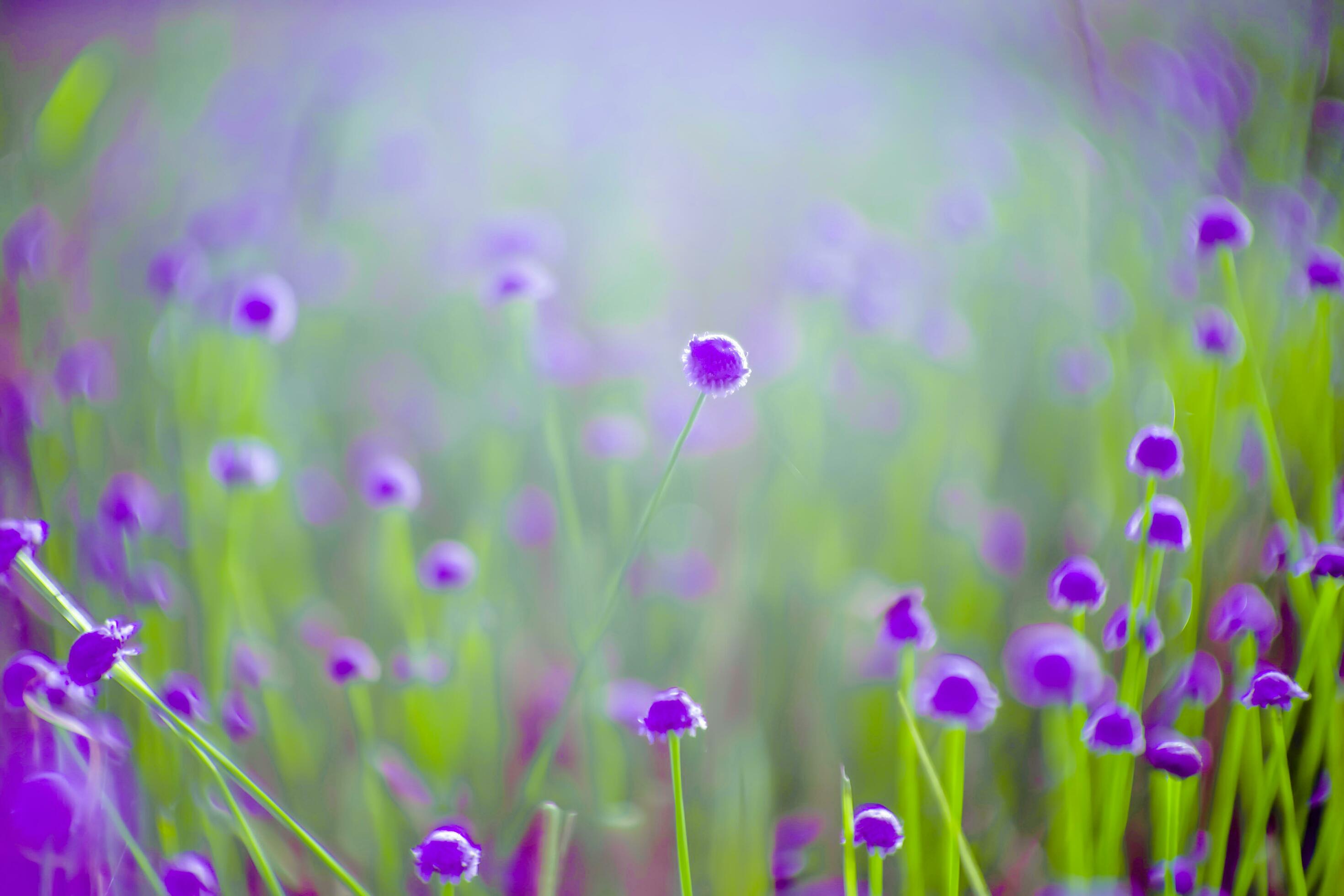 blurred,Purple flower blossom on field. Beautiful growing and flowers on meadow blooming in nature Stock Free