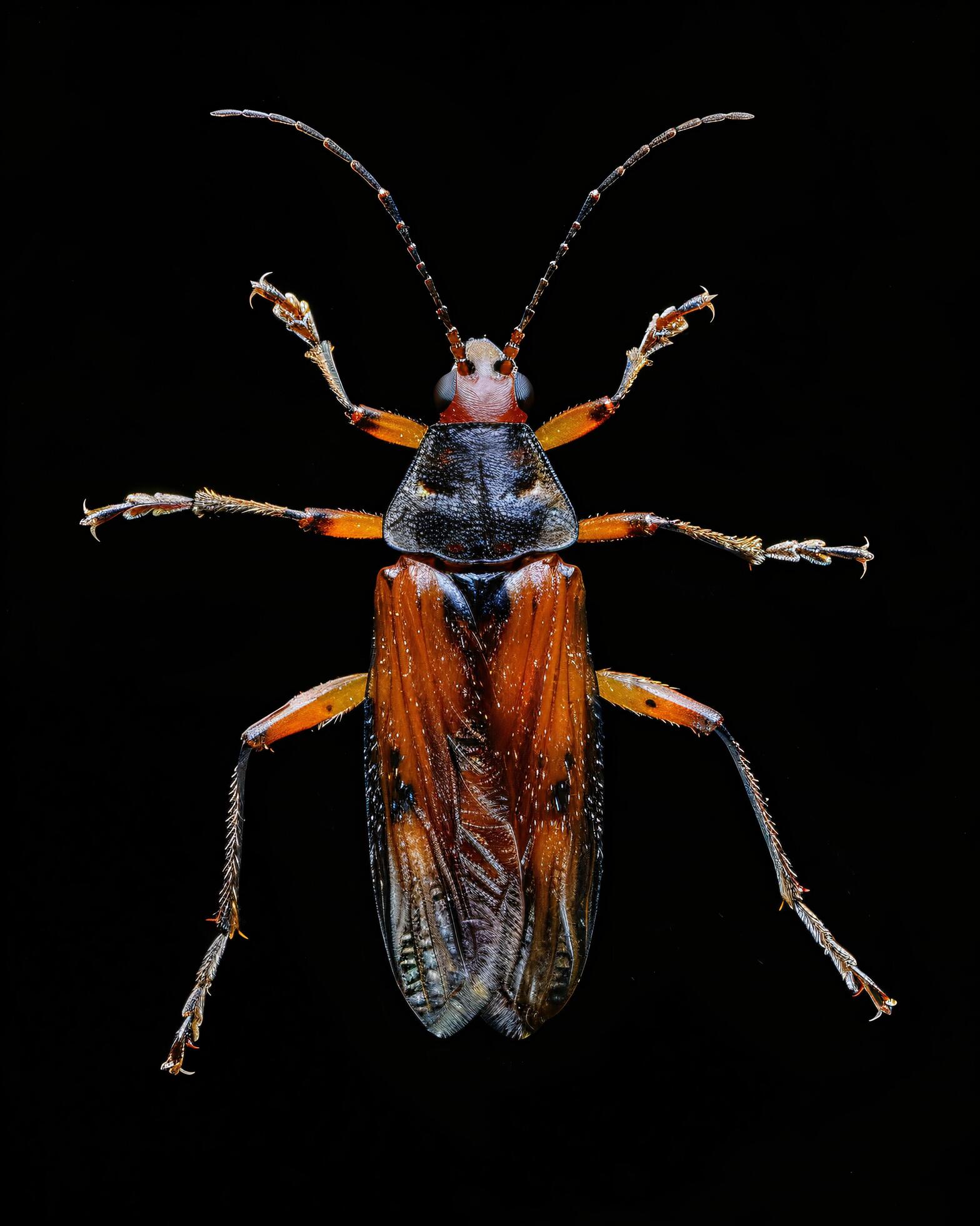 High-Resolution Close-Up Images of Various Insects on Black Background Stock Free