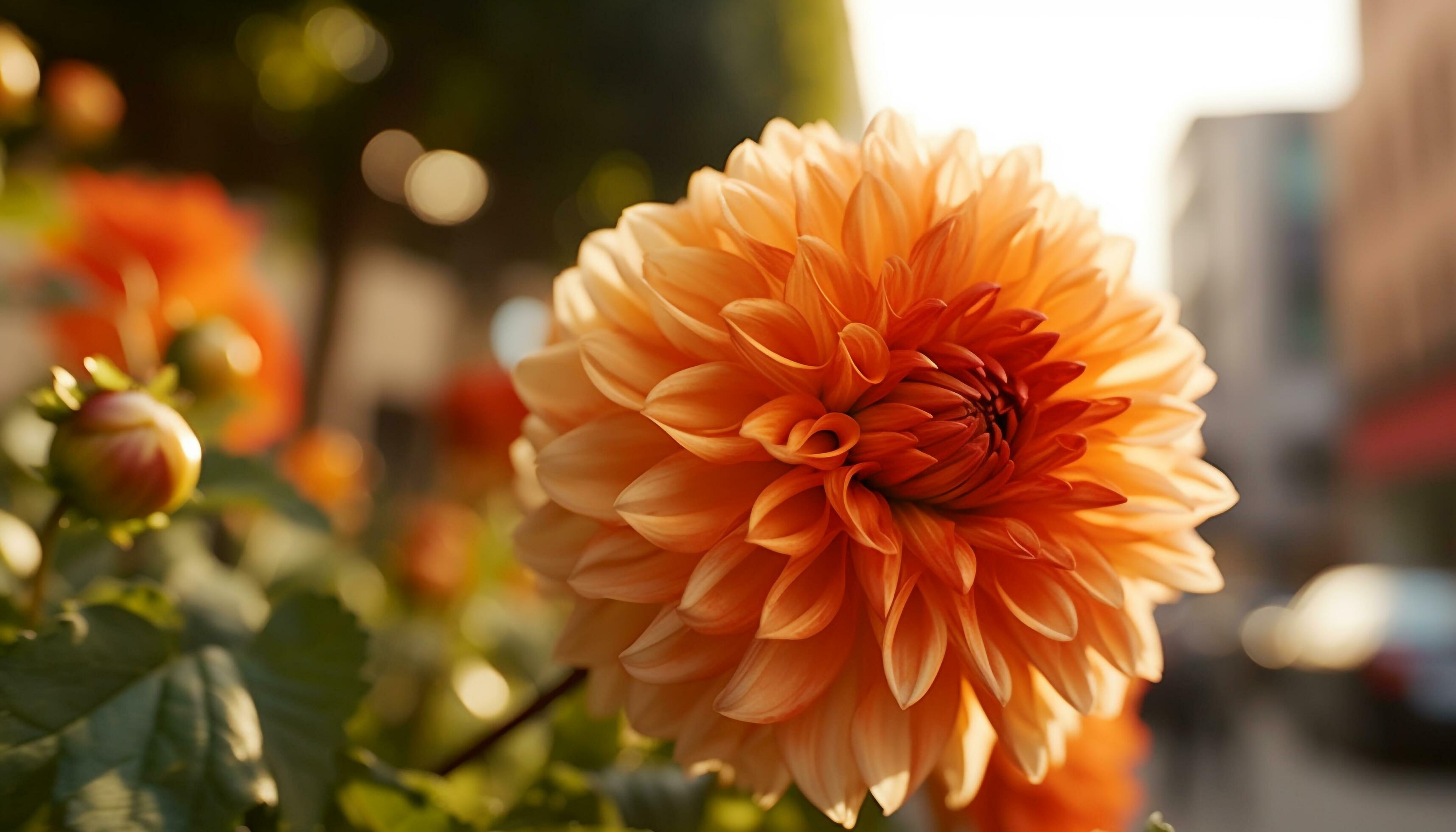 Vibrant dahlia blossom, a single flower in a formal garden generated by AI Stock Free