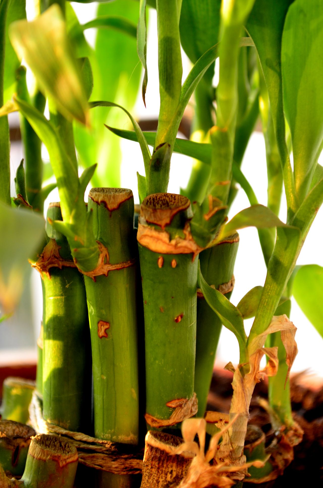 Potted Plants Stock Free