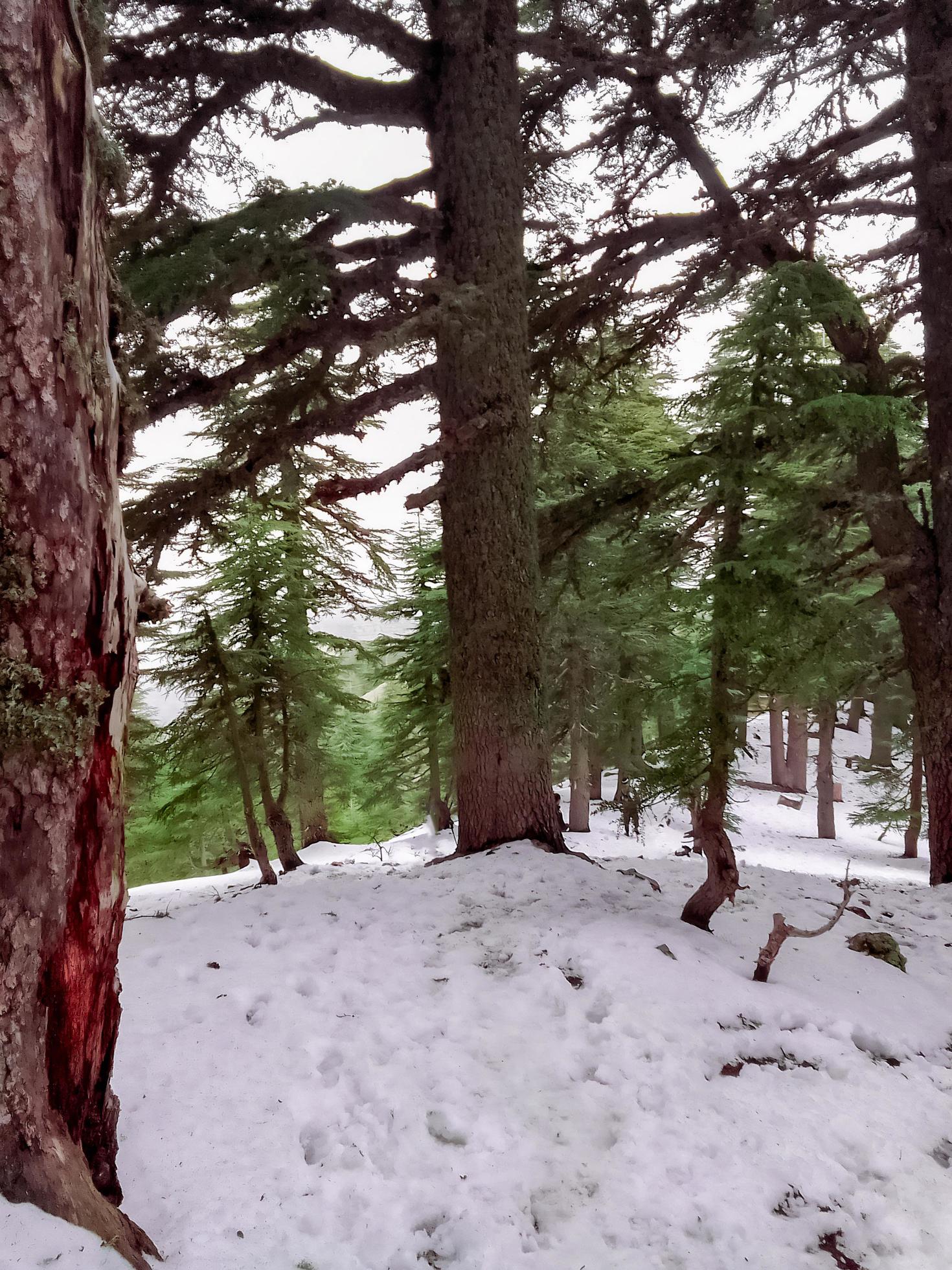 Discover the majestic beauty of cedar trees amidst a winter wonderland snowscape a journey through the heart of nature magical and tranquil charm Stock Free